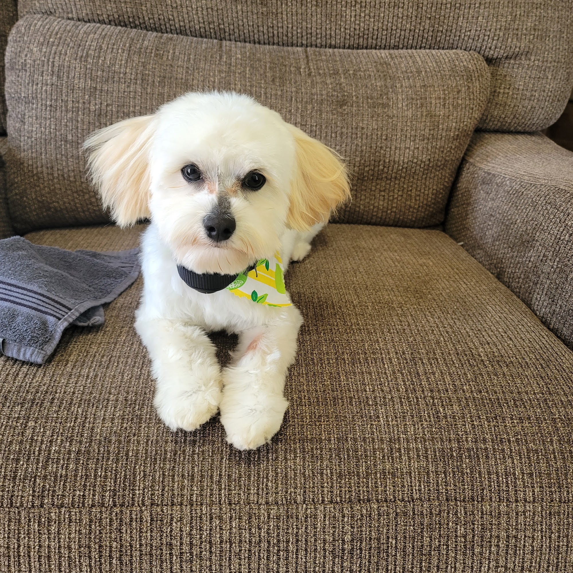 Groomingdales Pet Salon & Spa Rogersville