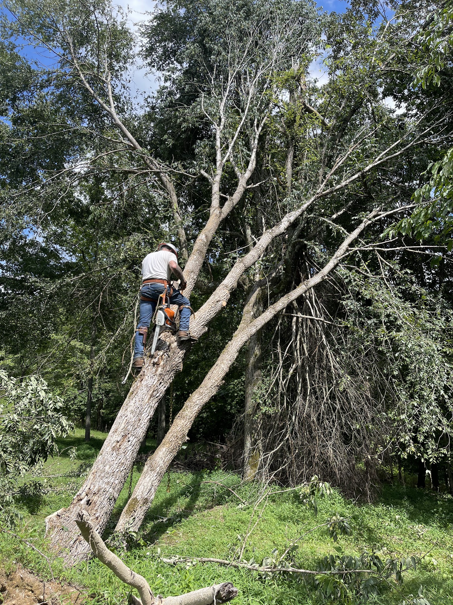 Cassidy Tree Care 2954 Old Military Rd, Santa Fe Tennessee 38482