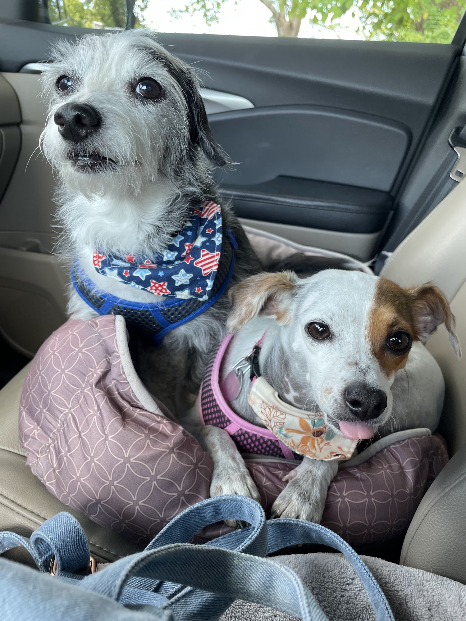 Hardin County Veterinary Clinic Savannah