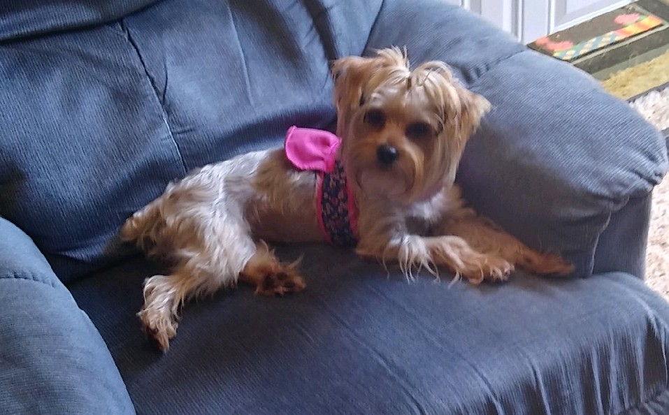 Kindness Counts Animal Clinic Sevierville