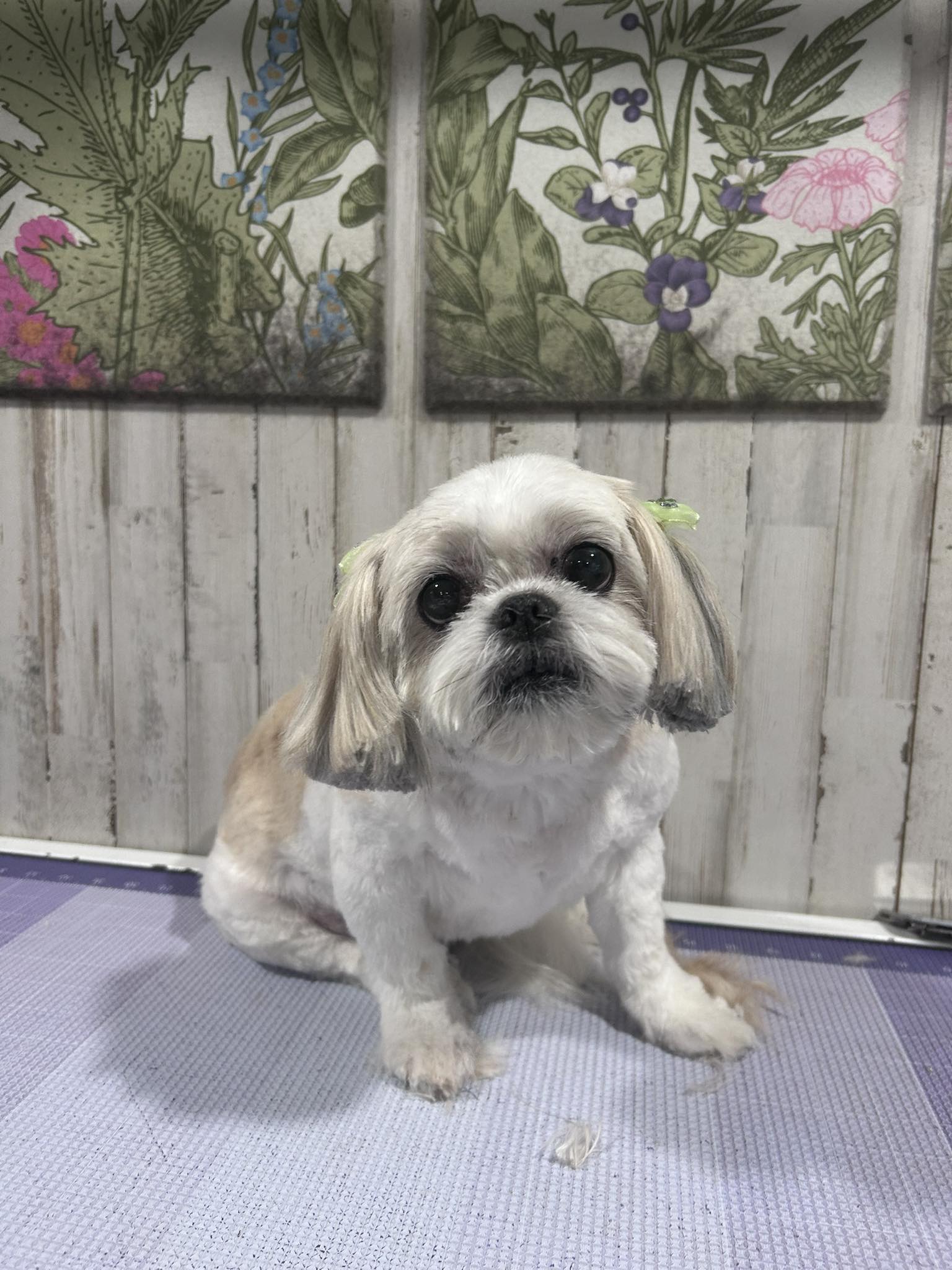 Pampered Pooches Sevierville