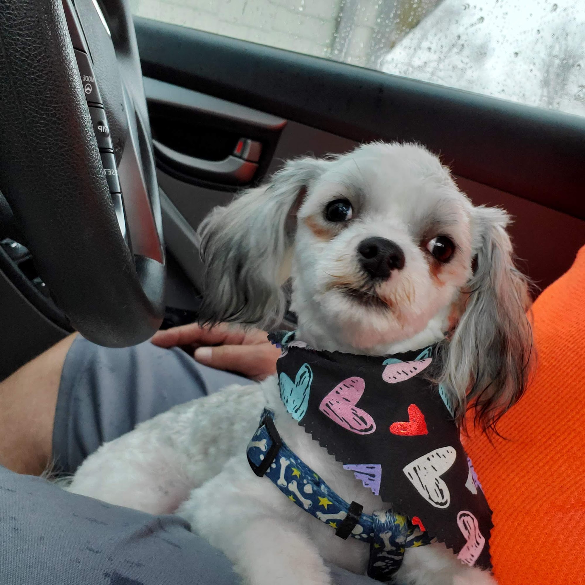 Canine Clips Sevierville