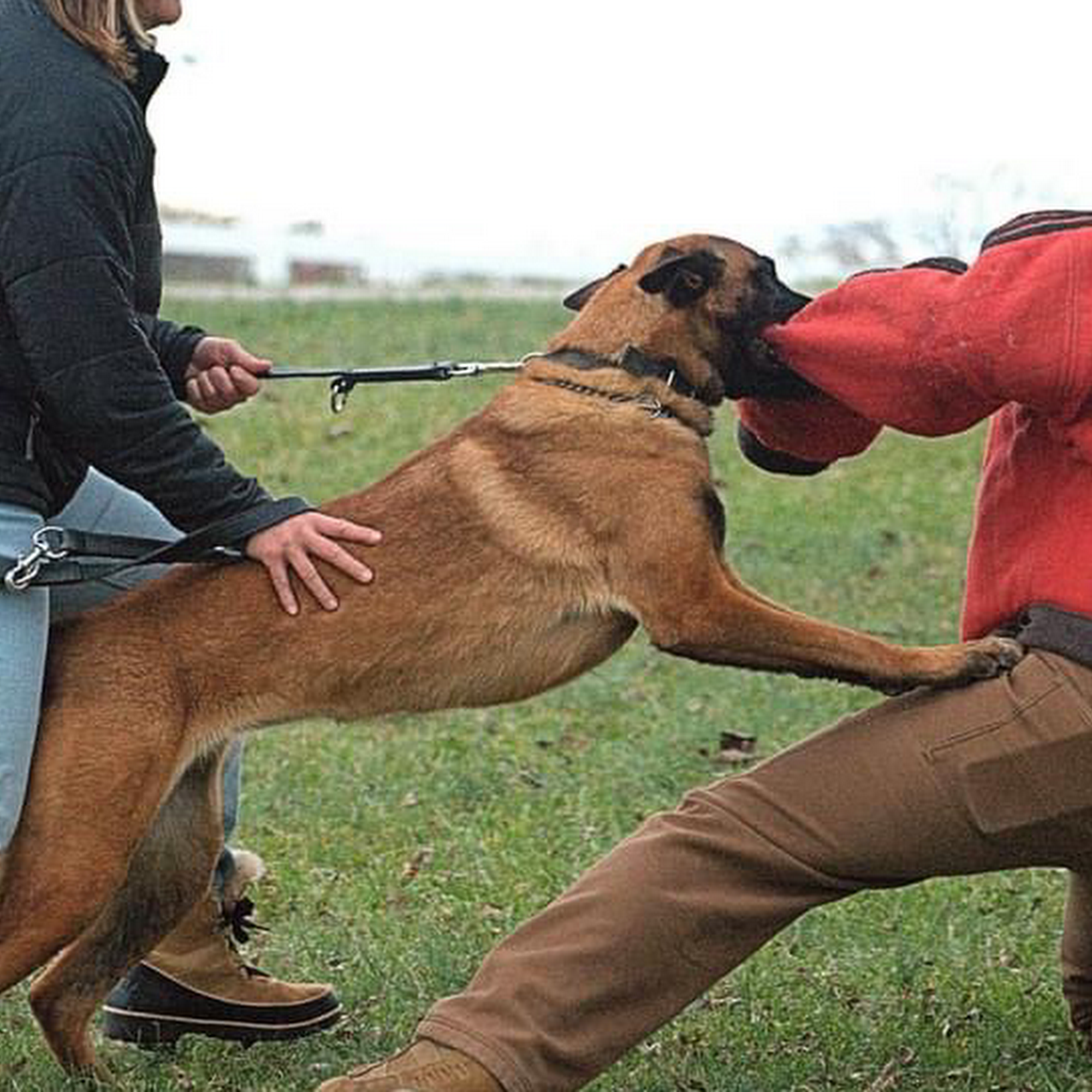 Rocky Top K9 LLC Sevierville