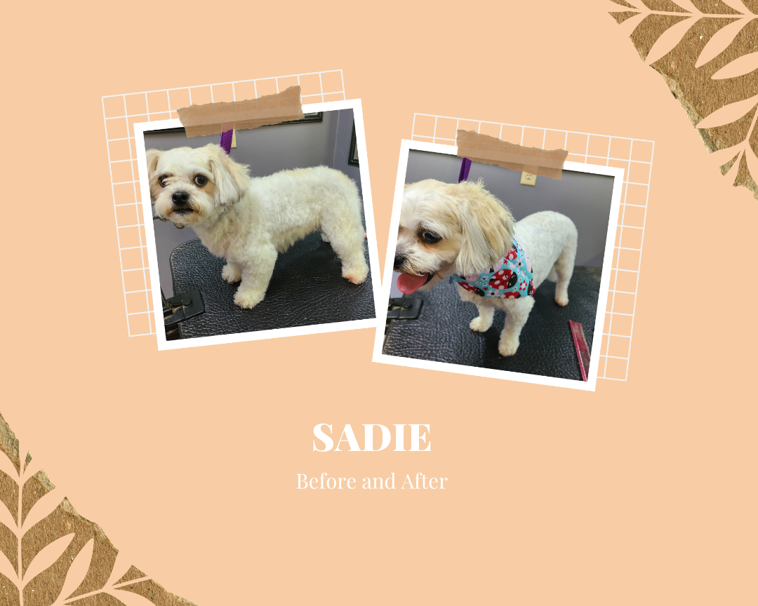 Paw Spa Dog Grooming Sevierville