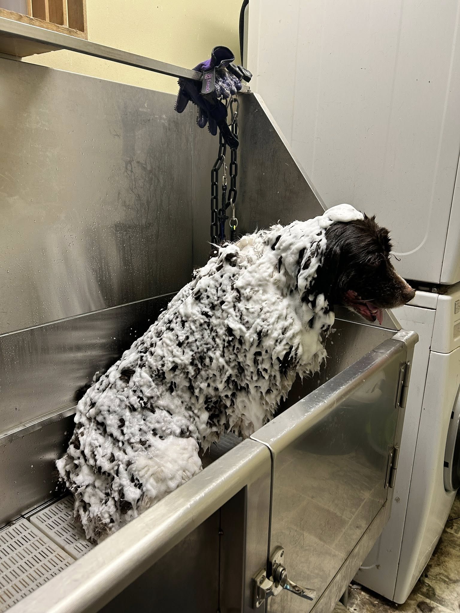 Serendipity Grooming Salon
