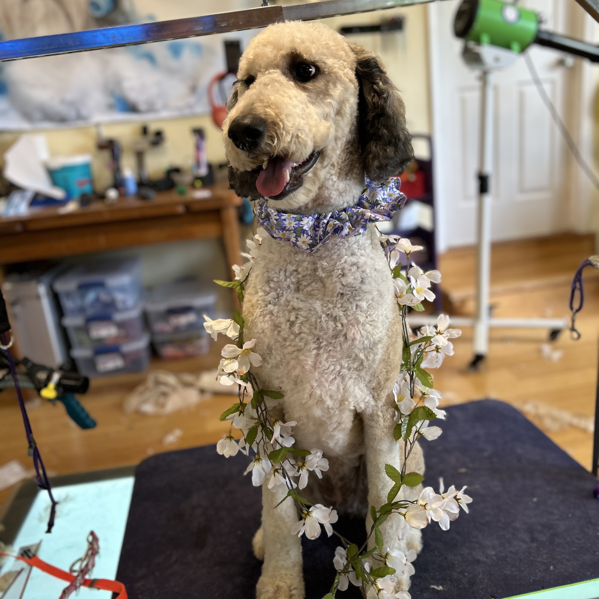 Serendipity Grooming Salon Sevierville