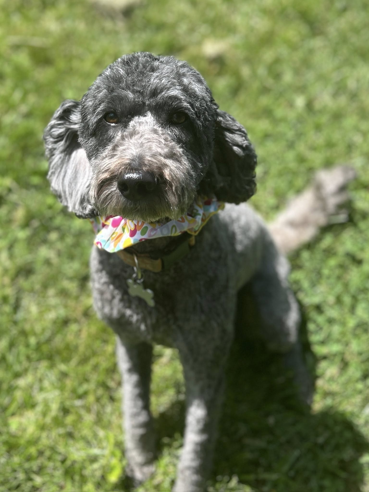 Serendipity Grooming Salon