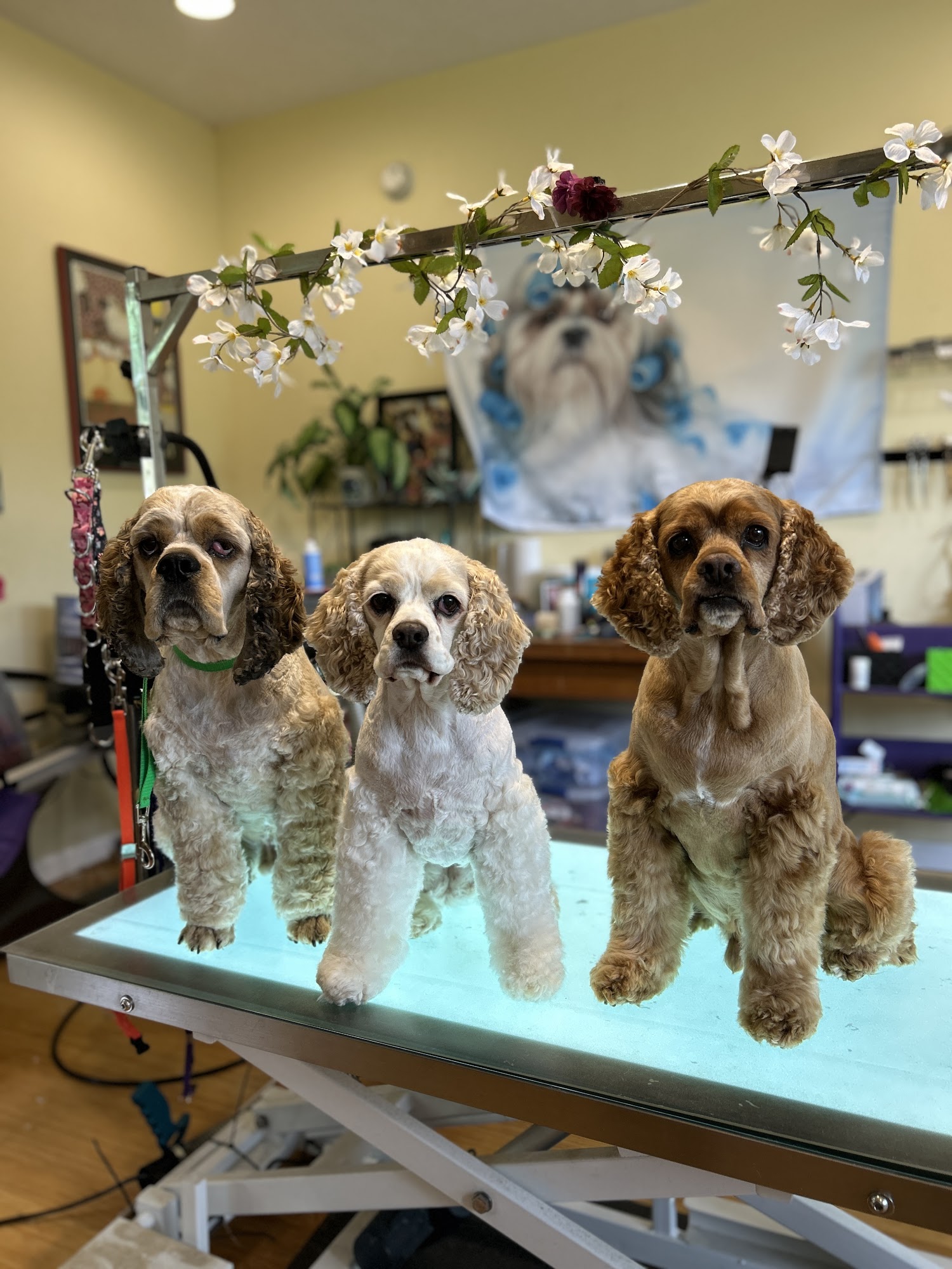 Serendipity Grooming Salon