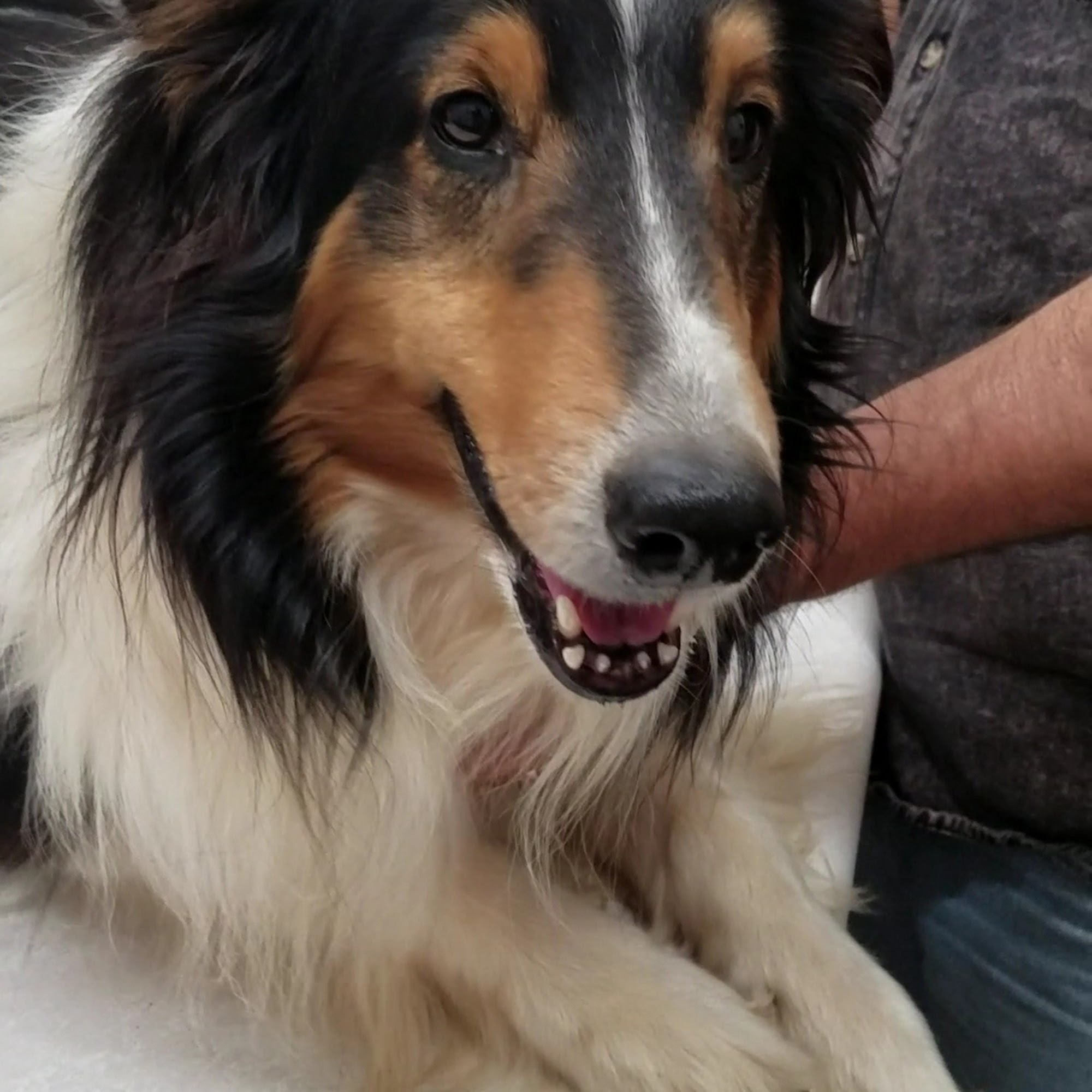 Seymour Veterinary Clinic Seymour