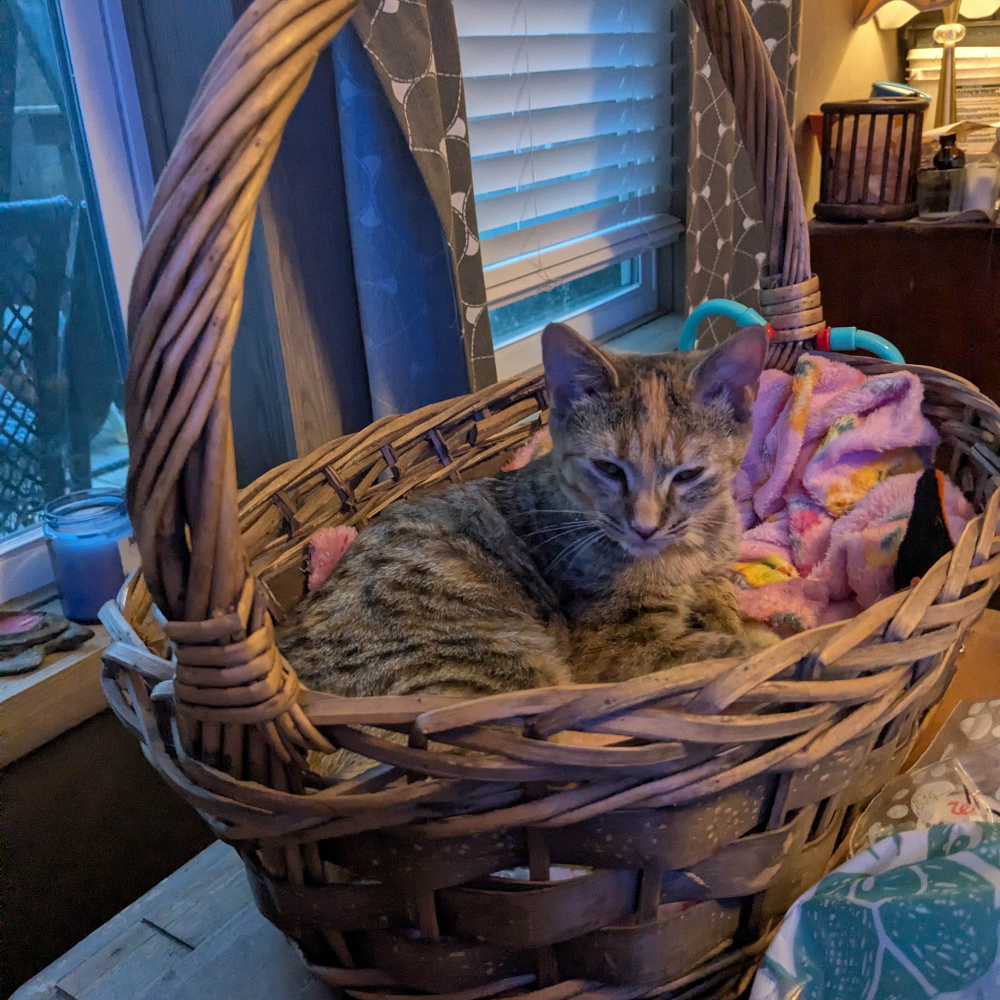 Smoky Mountain Animal Clinic Seymour