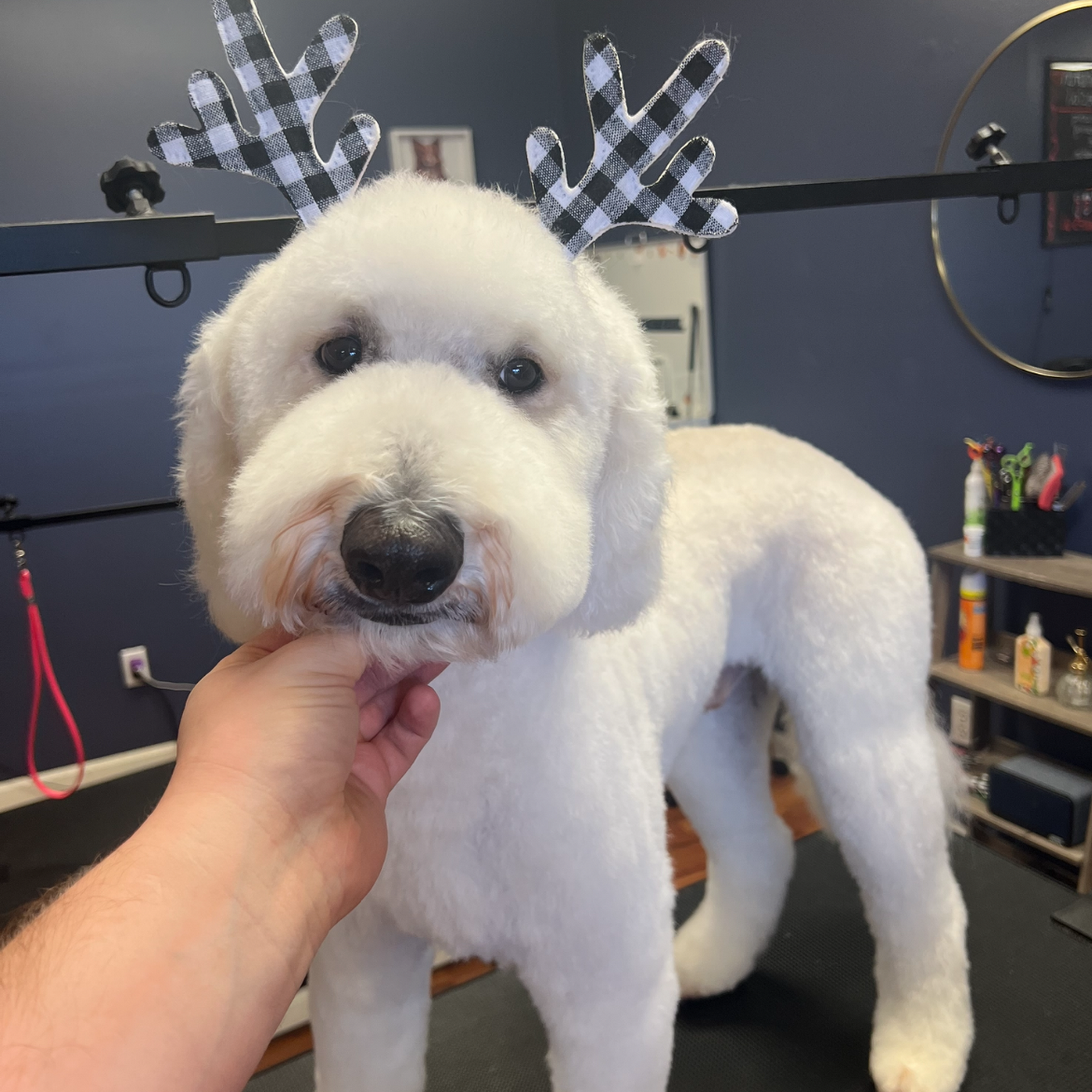 TopKnot’ch Grooming Co. Seymour