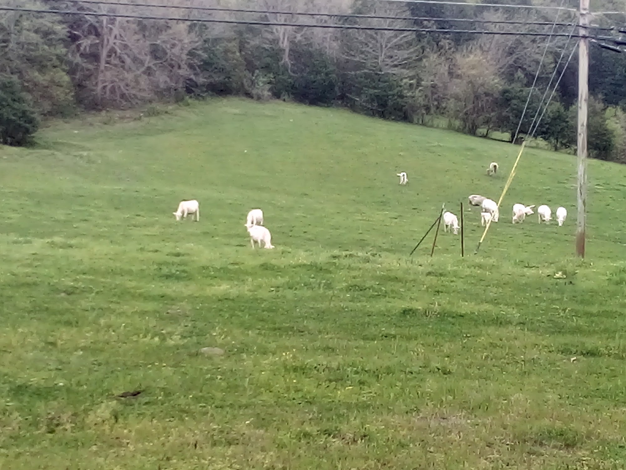 Kilgore's Restaurant Smithville