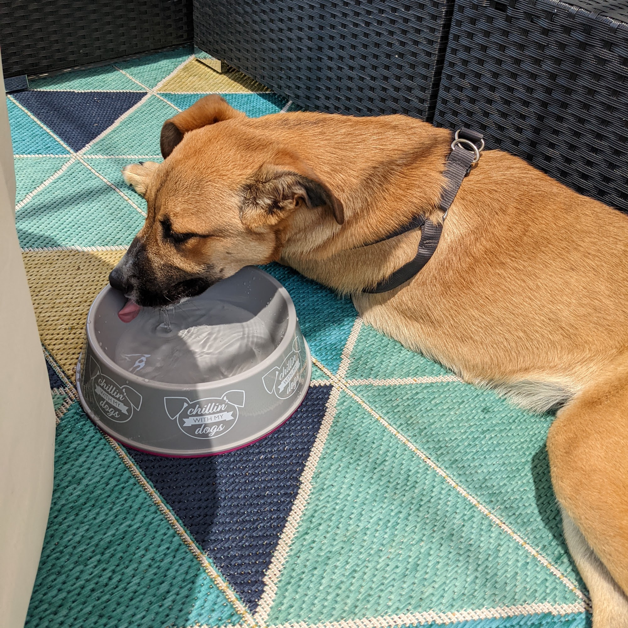 Animal Clinic of Smithville Smithville