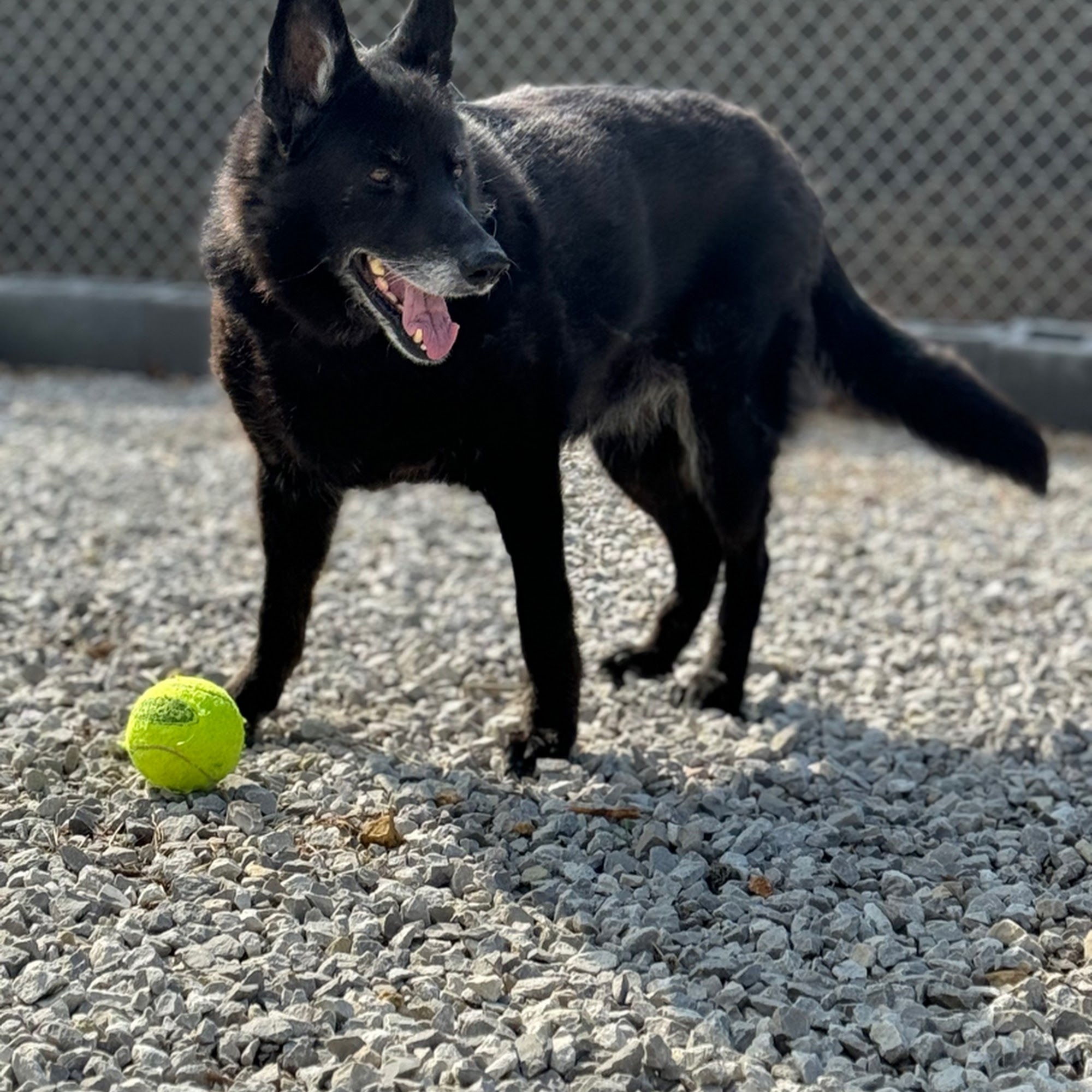 Molly’s Pampered Paws Lakeside Smithville