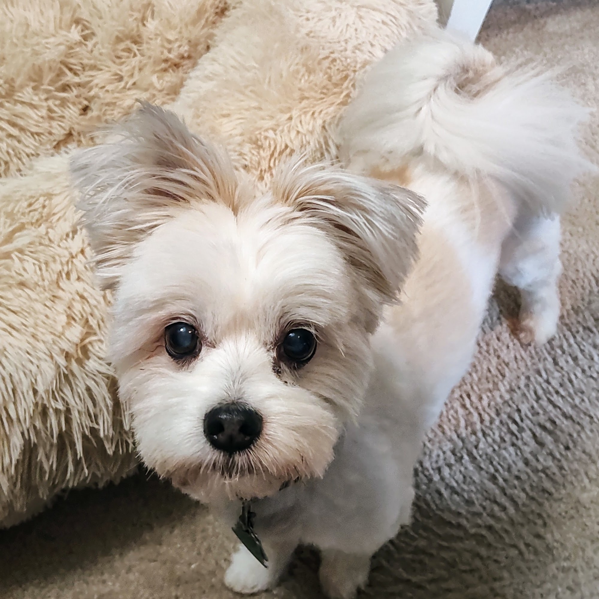 Southern Veterinary Center Smyrna