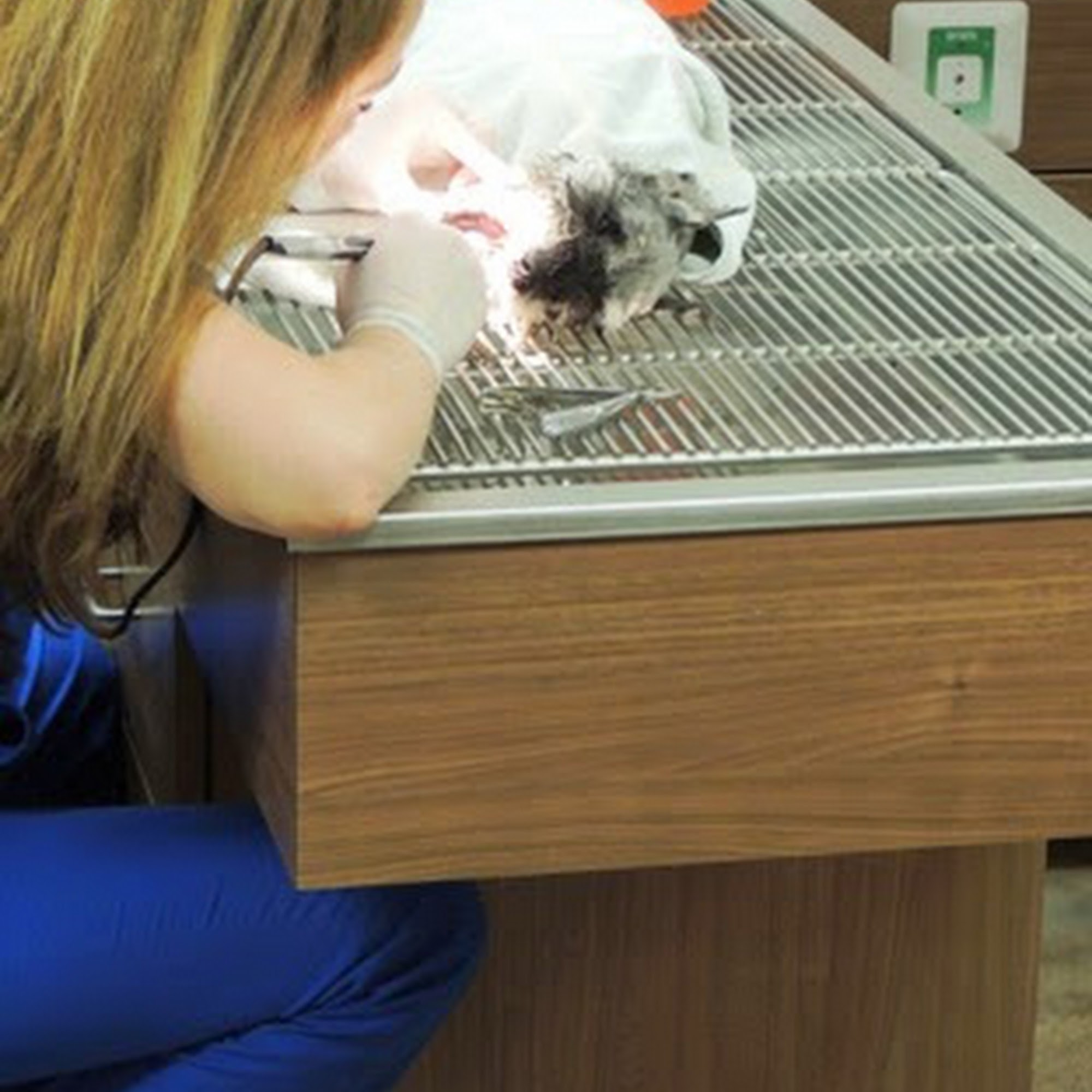 Premier VetCare Smyrna