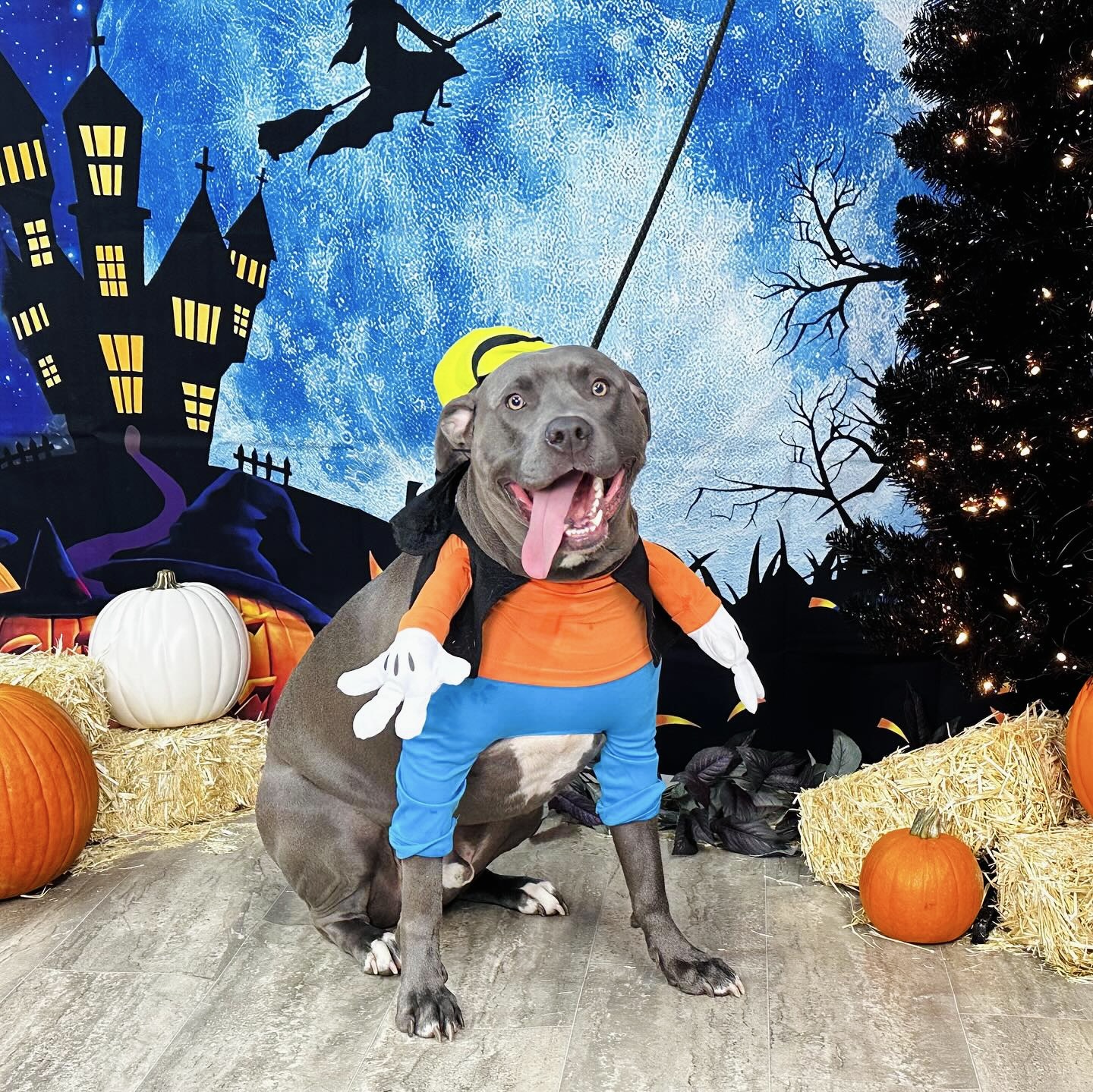 Hounds Town Smyrna Smyrna