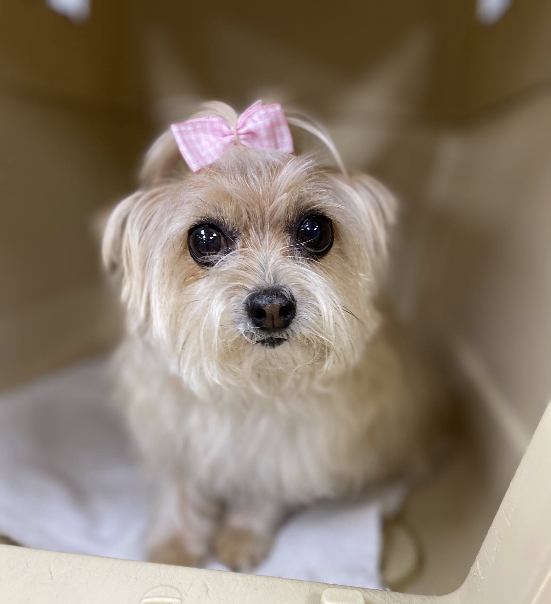 Grooming By Mia Smyrna