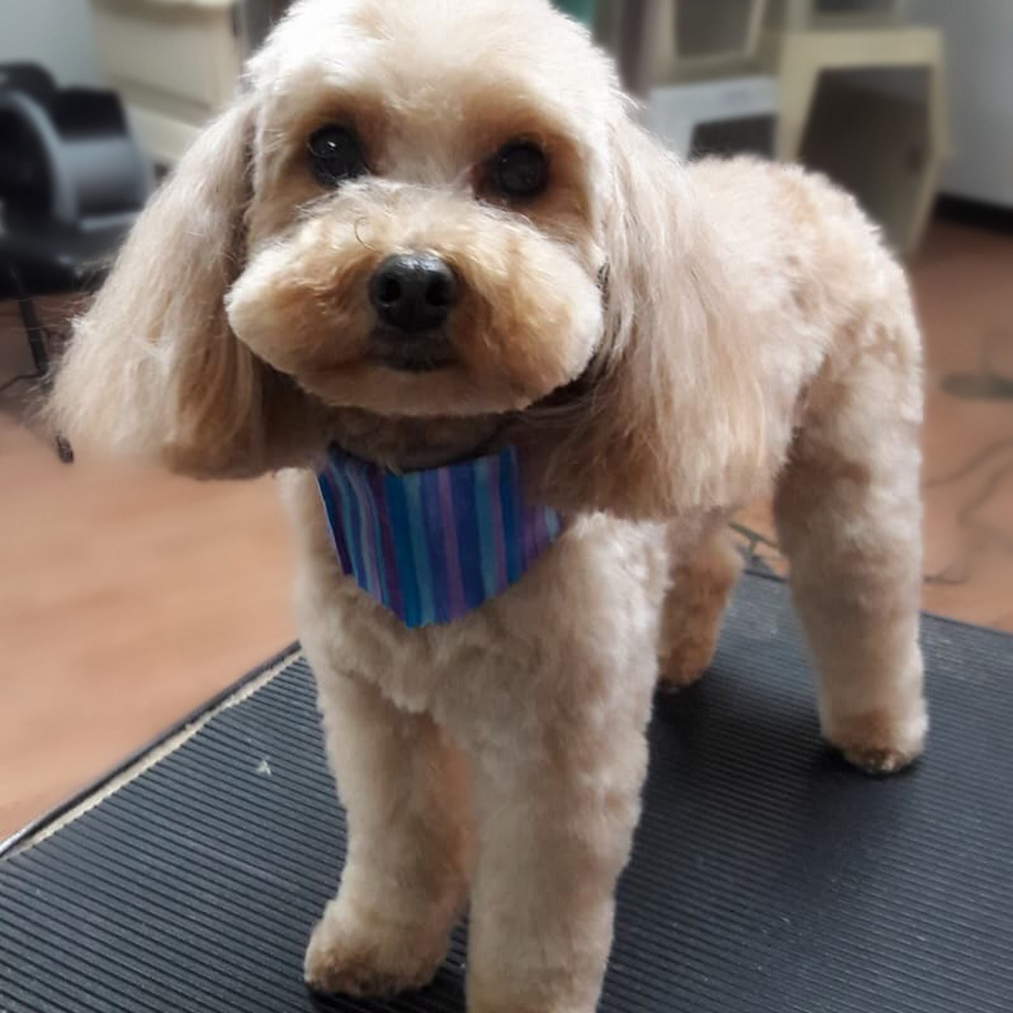 Grooming By Mia Smyrna