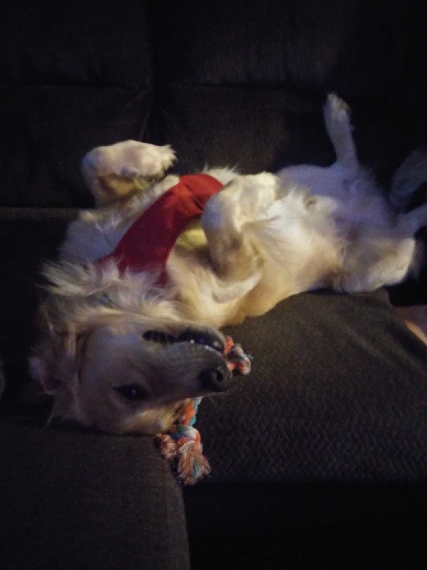 Sequoyah Animal Hospital: Broom Lee DVM Soddy-Daisy