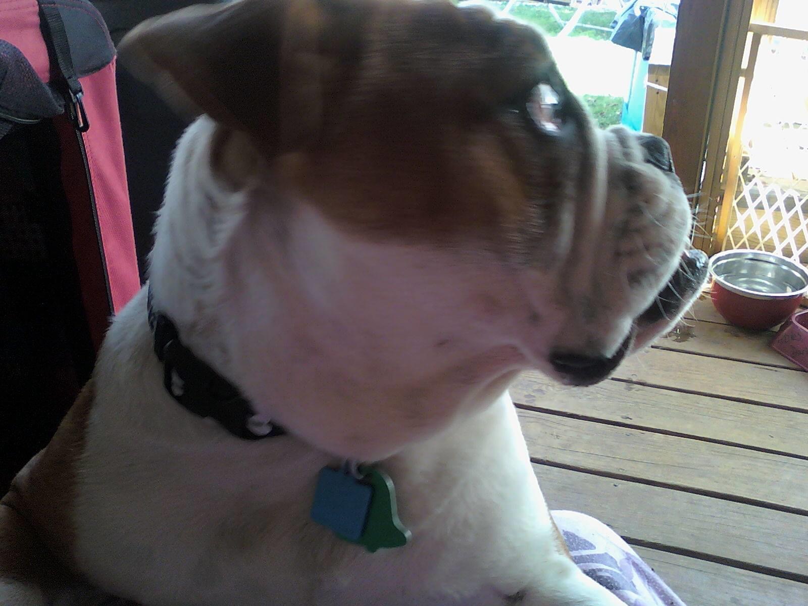 If It's Tails Soddy-Daisy