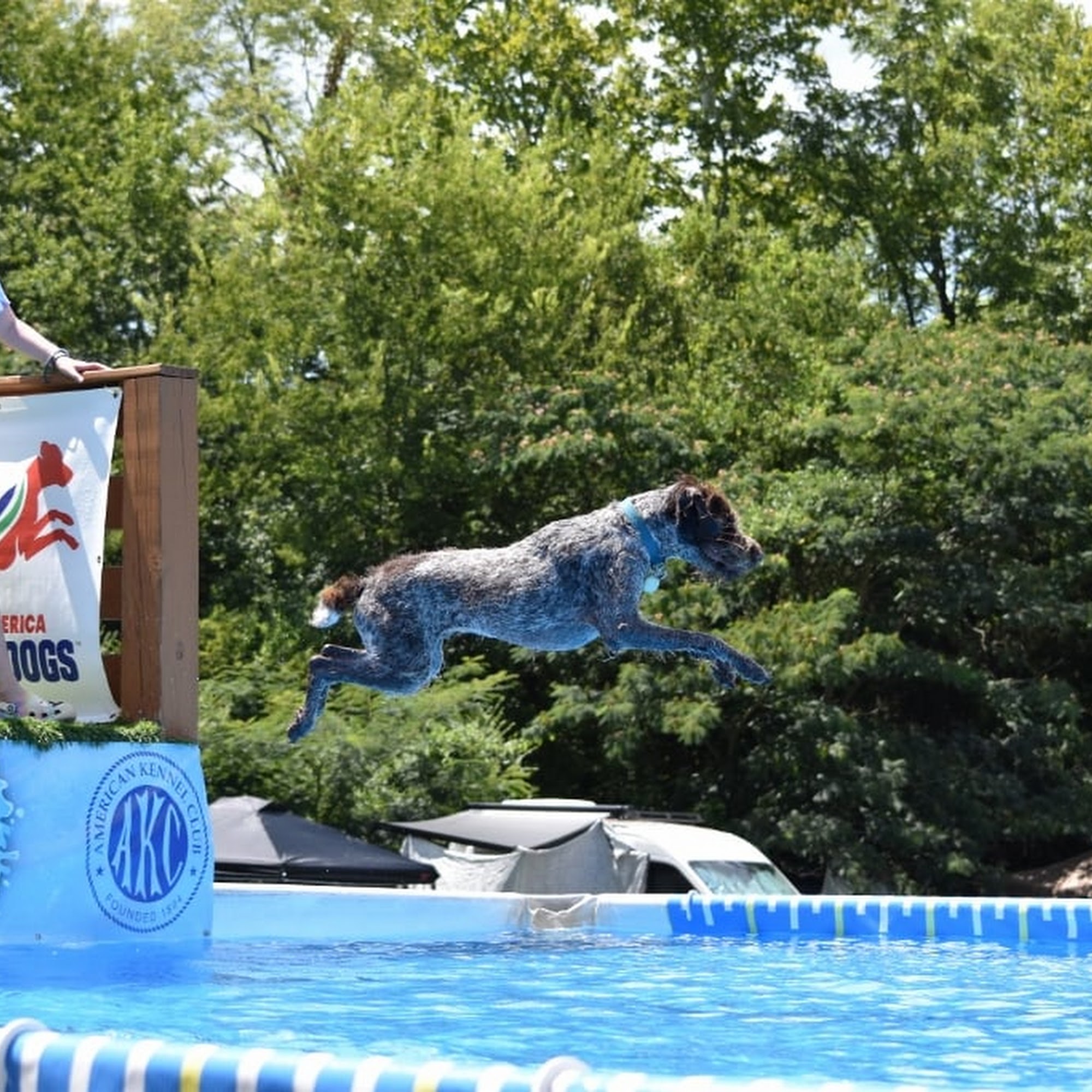 Southern Kingdom Diving Dogs Soddy-Daisy