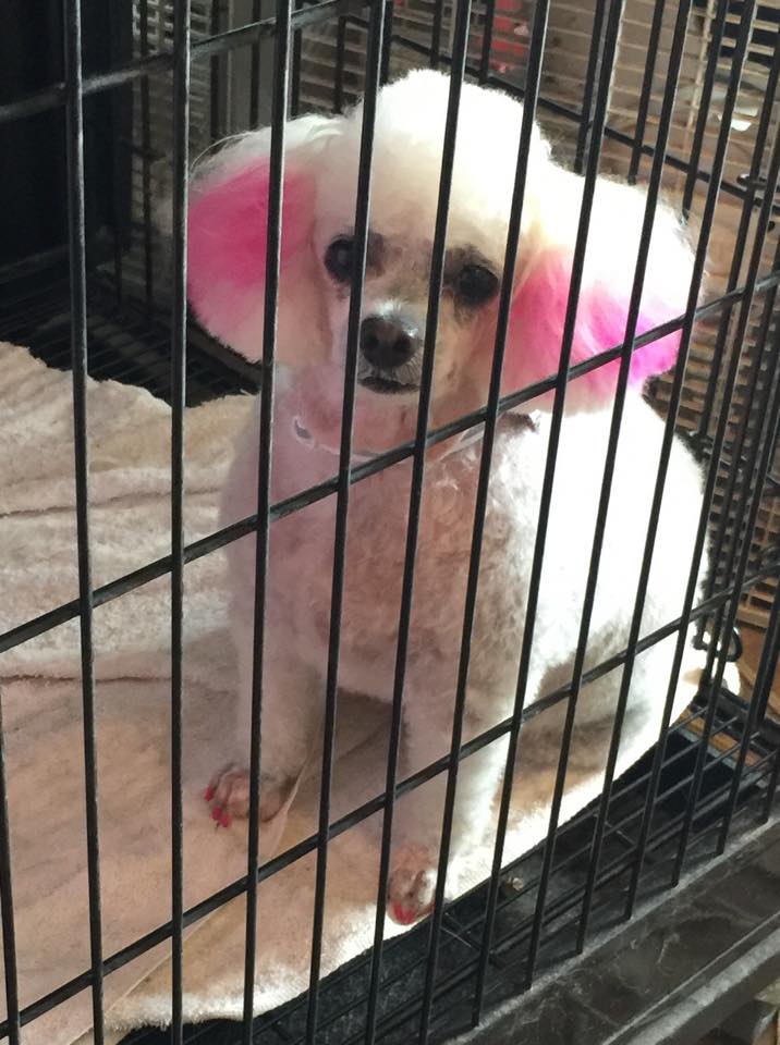 D'tails Pet Spa Sparta