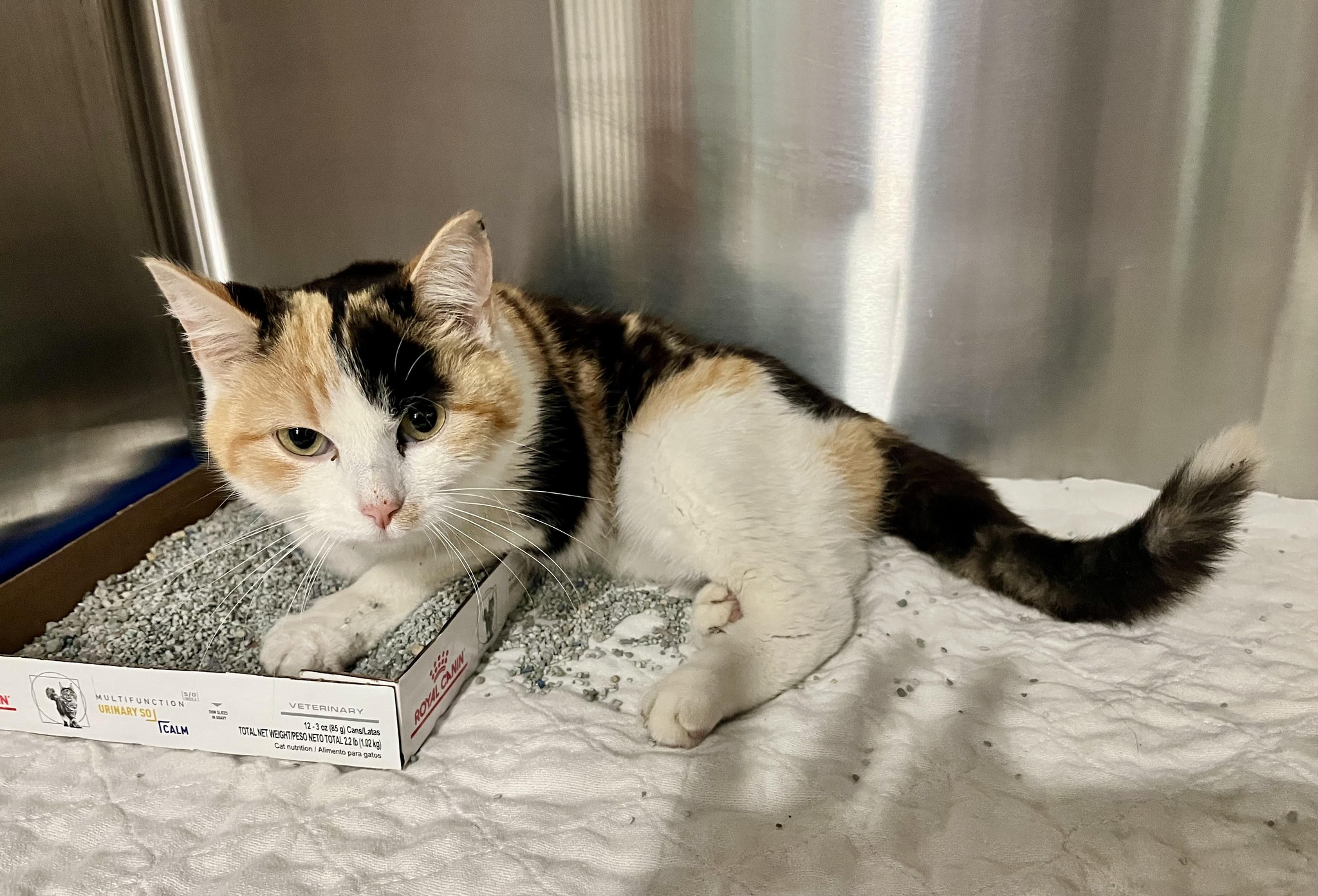 Bluegrass Veterinary Clinic, LLC Sparta