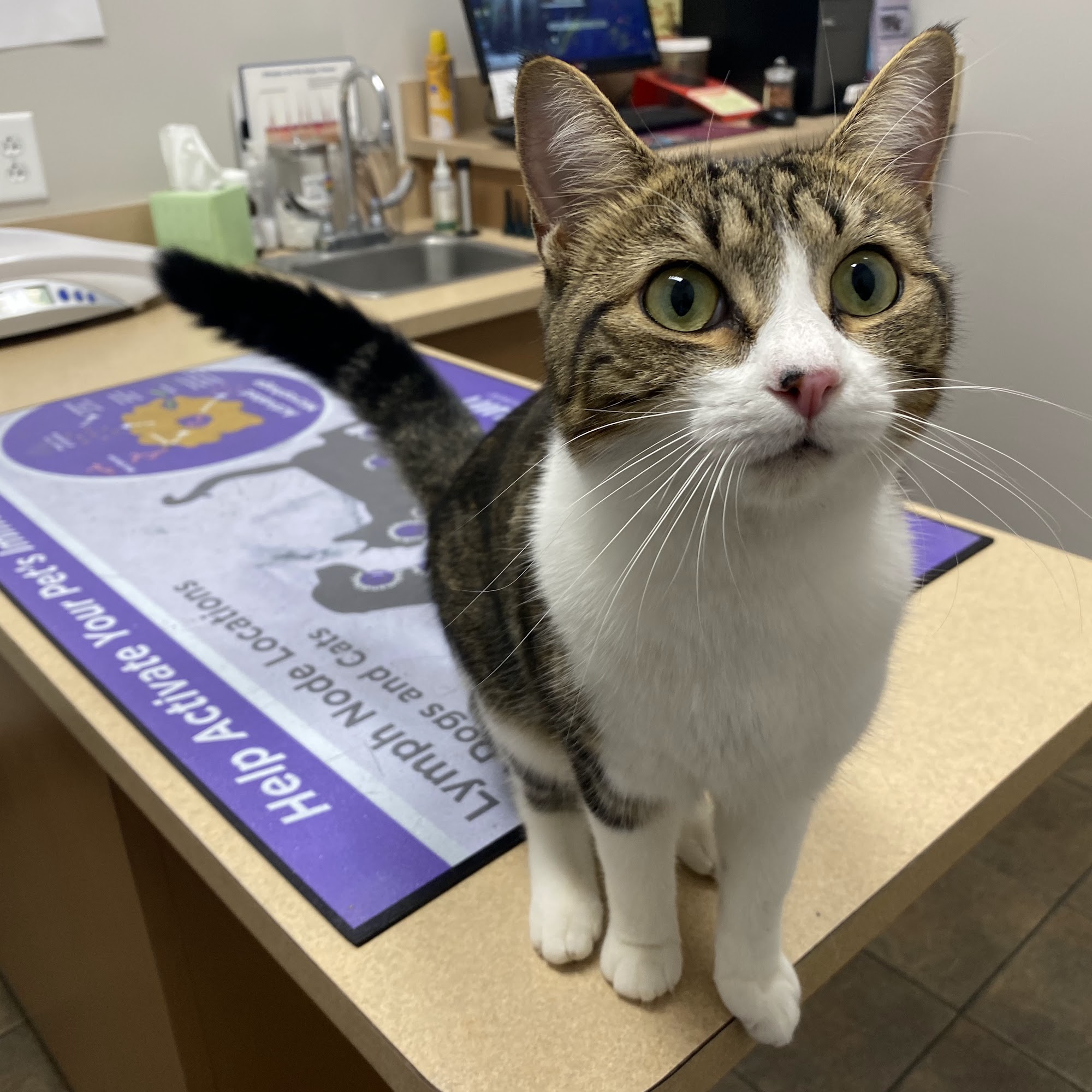 Healthy Petz Veterinary Hospital, LLC Spring Hill