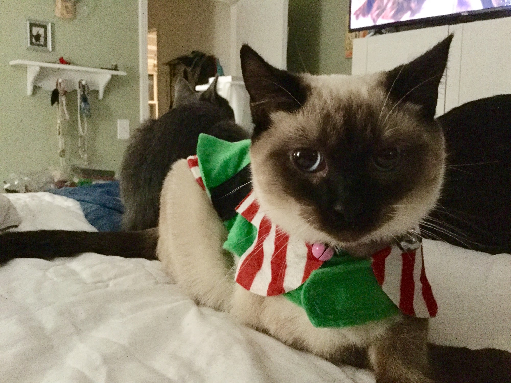 Veterinary Wellness Clinic of Spring Hill Spring Hill