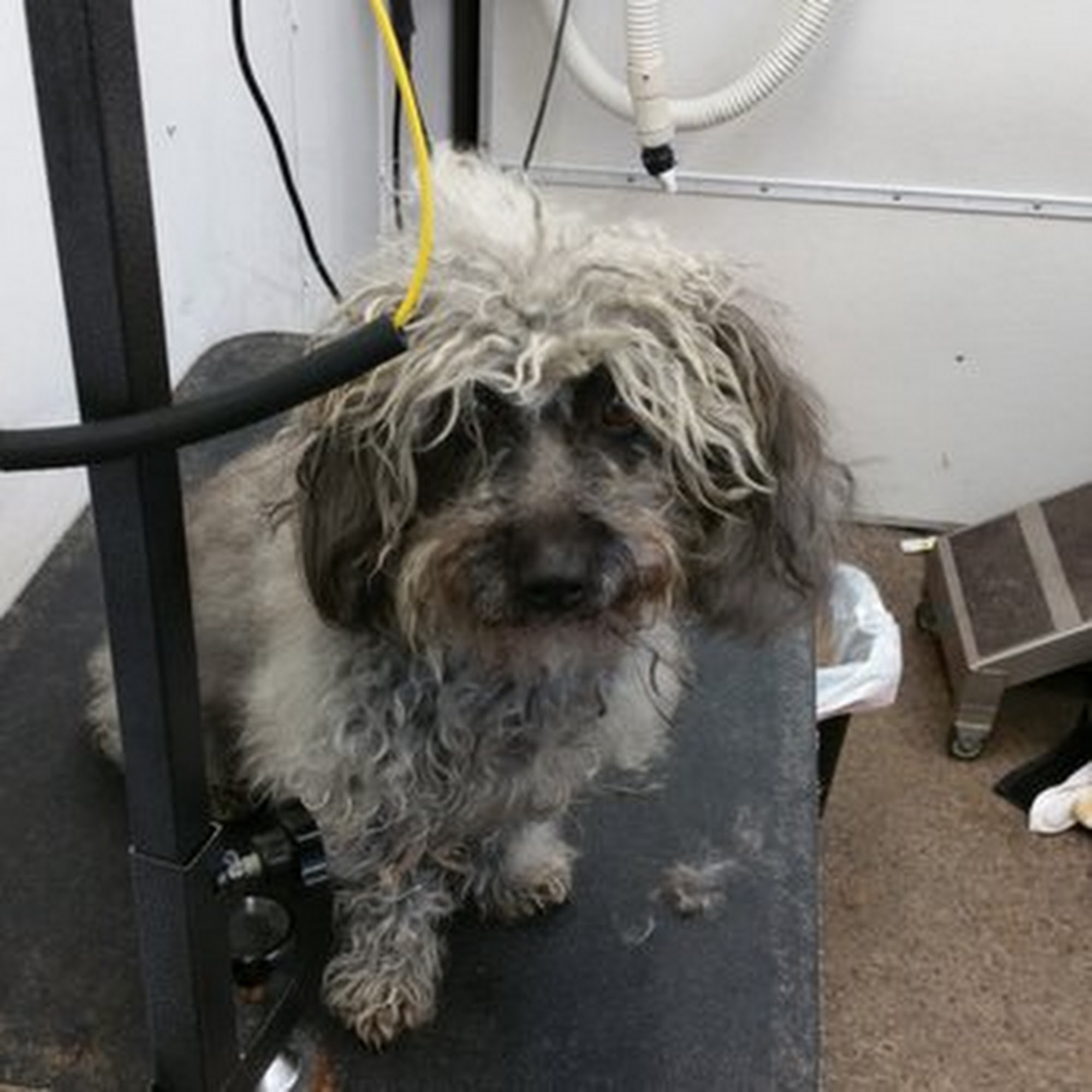 Pepe Le Pooch Grooming salon Spring Hill