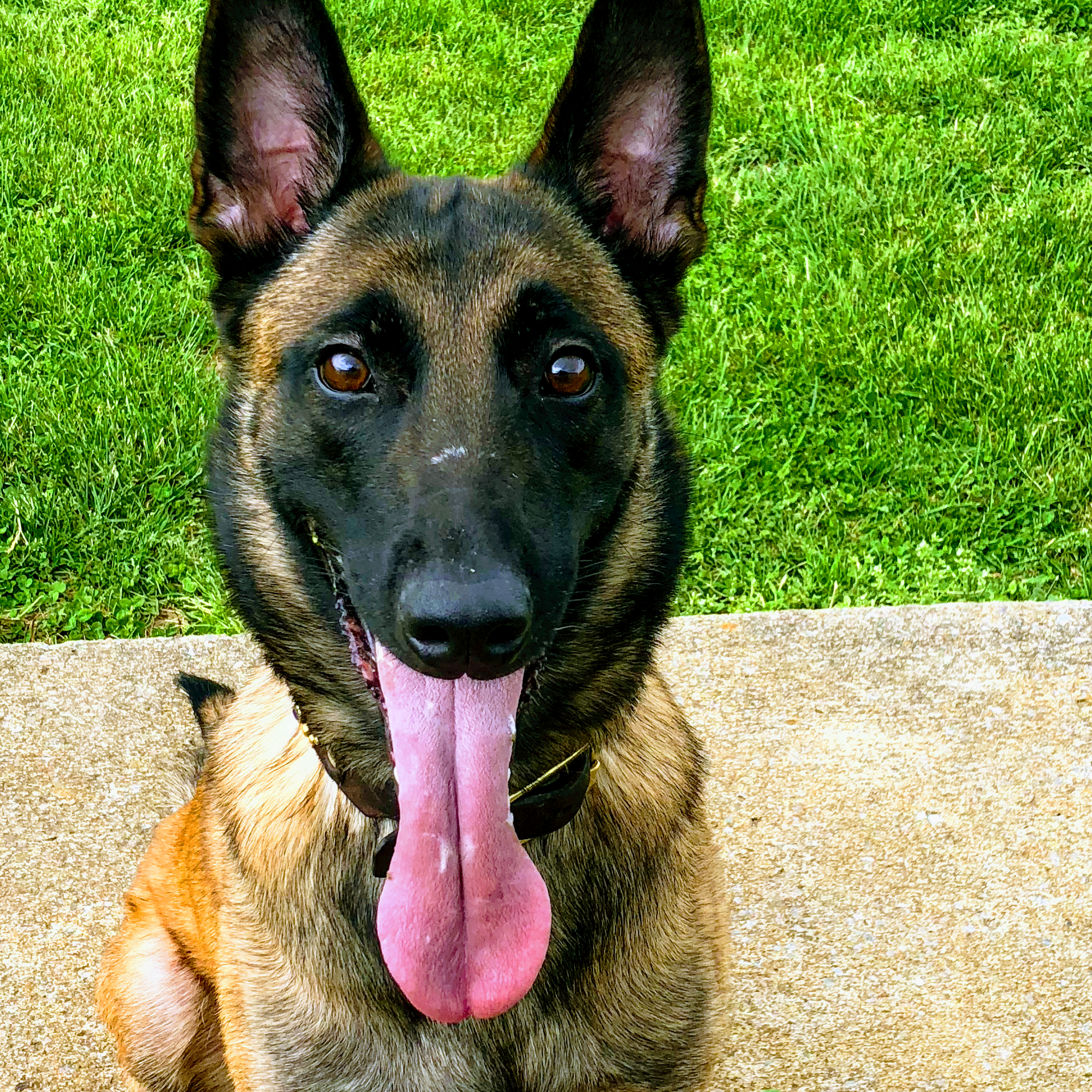 Dog Gone Good Time Farm Spring Hill