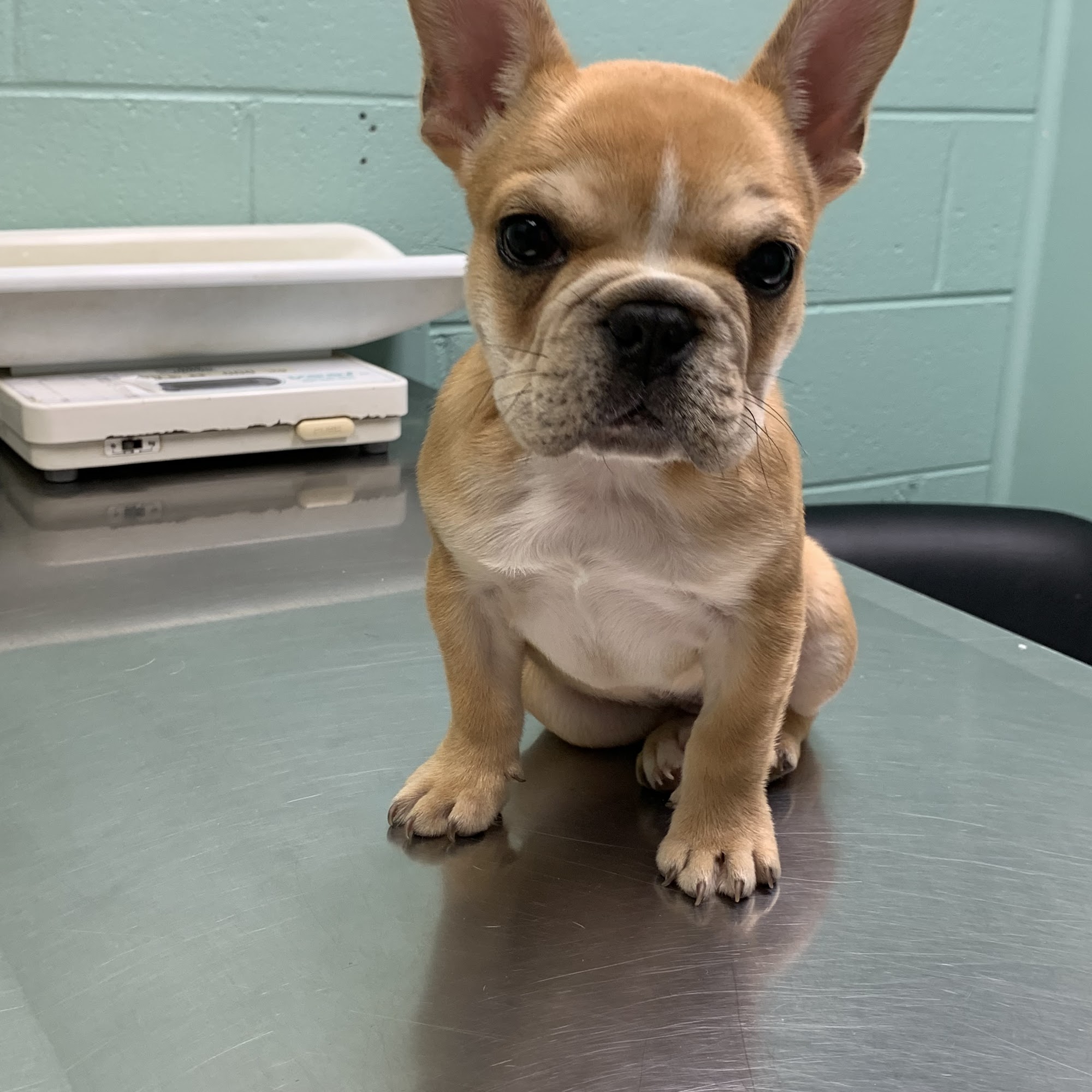 Greenbrier-Springfield Animal Hospital Springfield