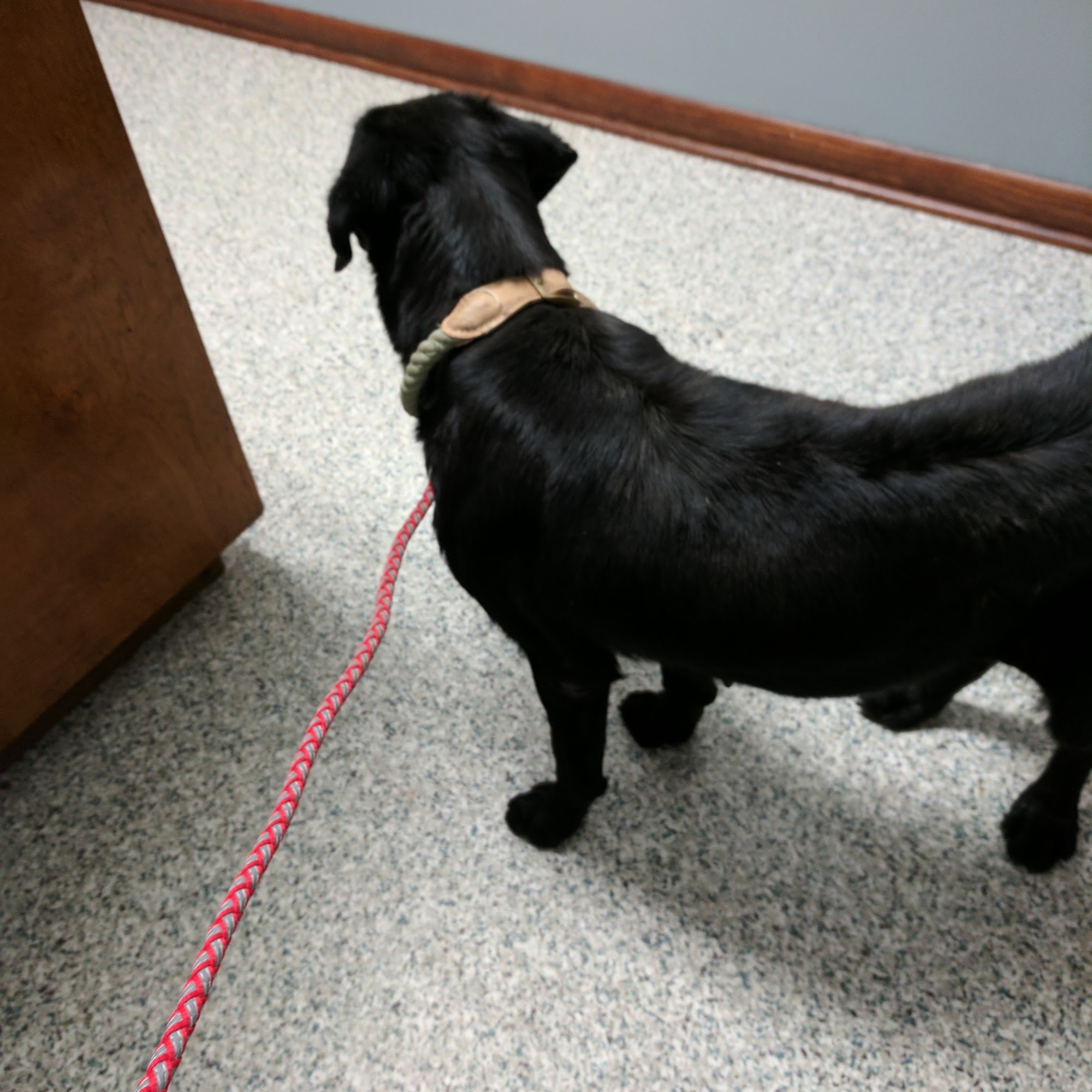 Robertson County Animal Clinic, P.C. Springfield