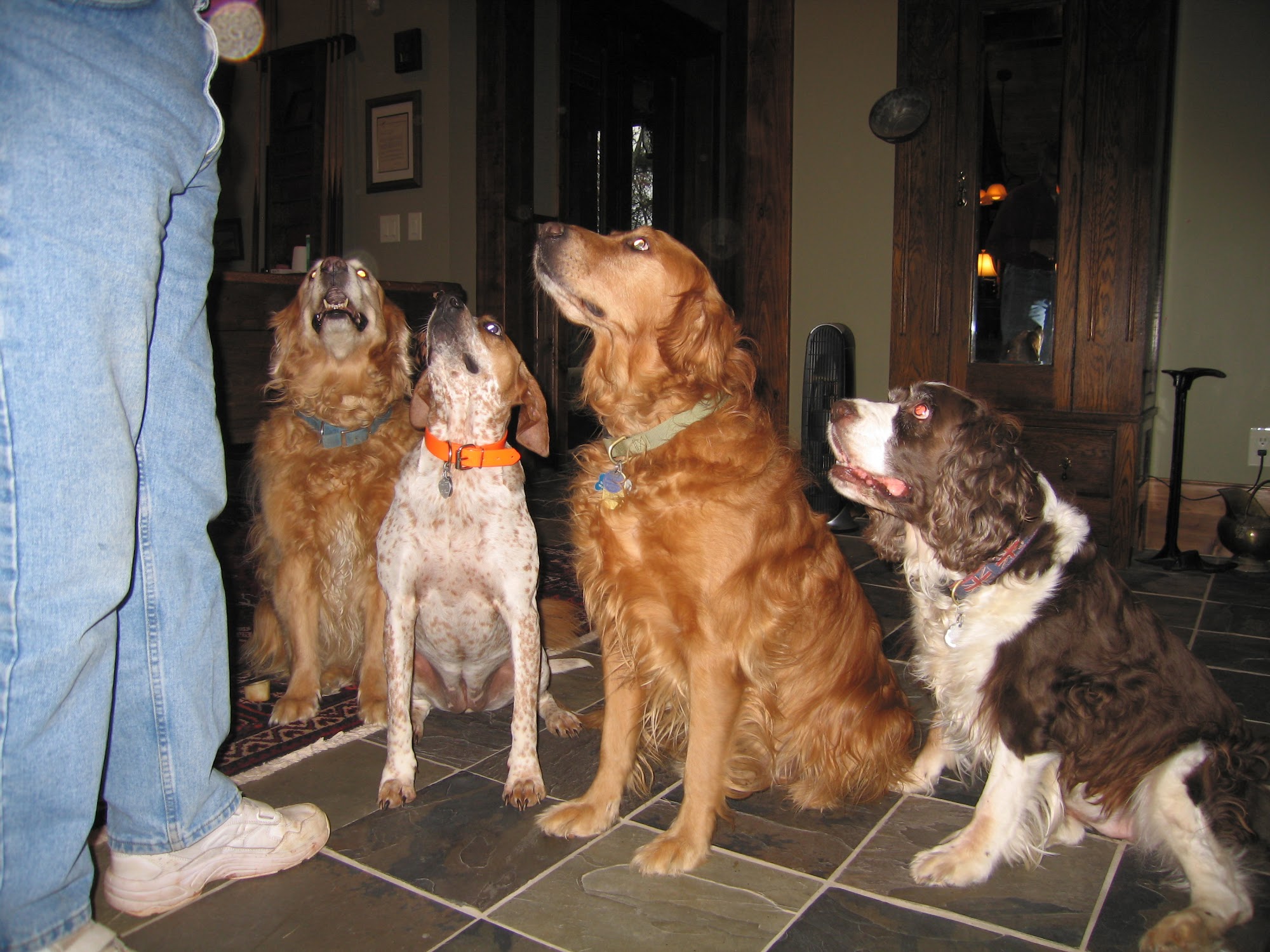 Monroe County Animal Hospital Sweetwater