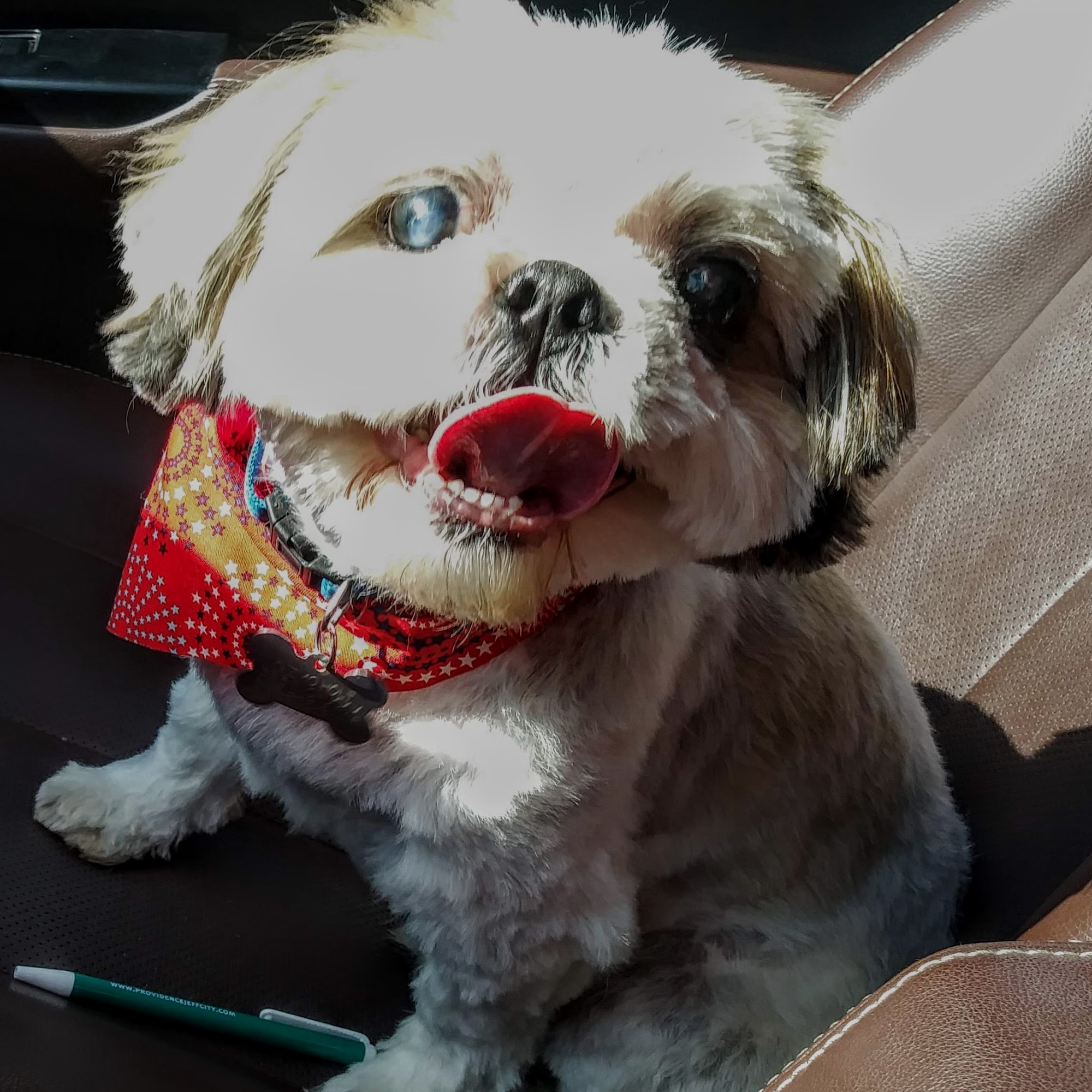 Shaggy Dog Pet Grooming Talbott