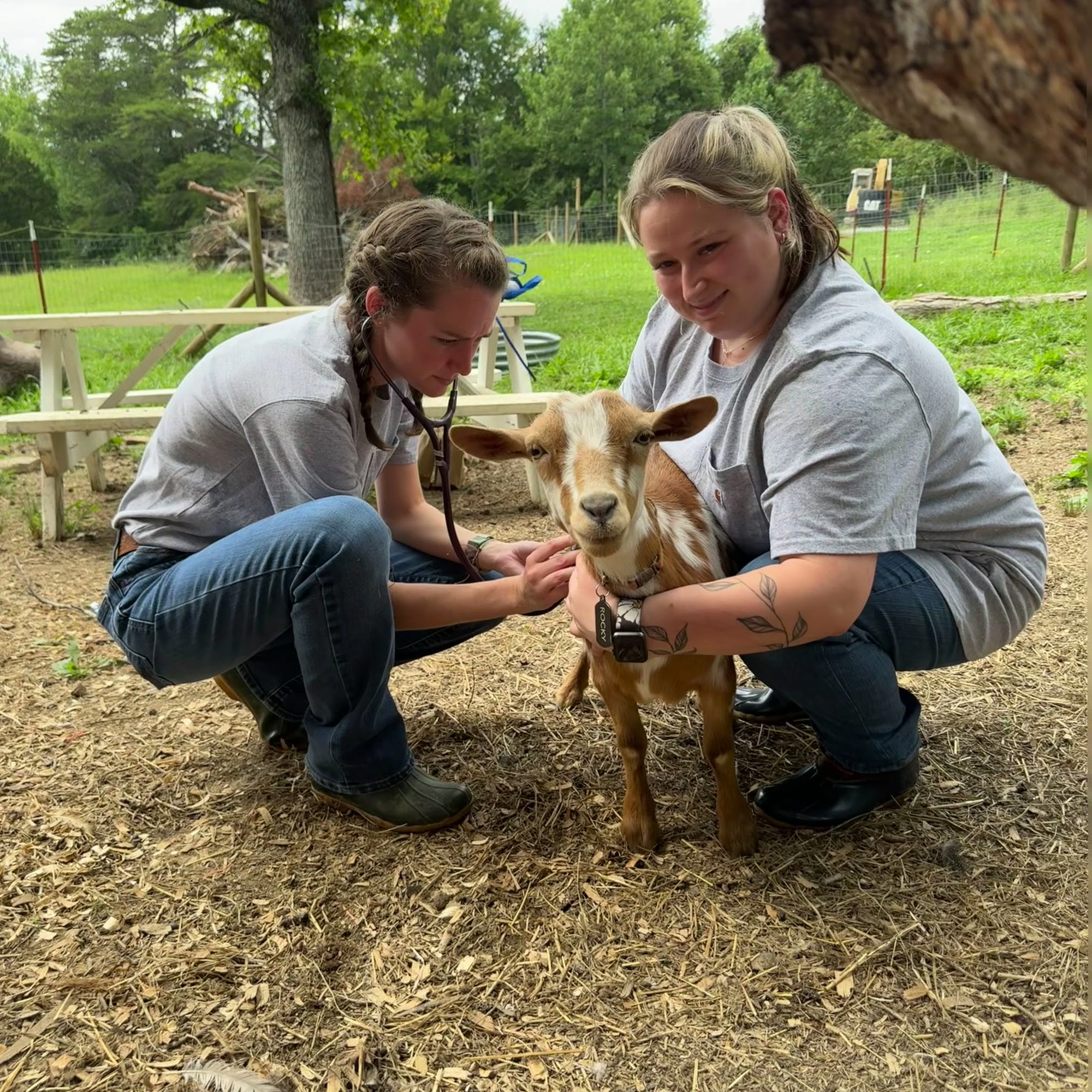 Townsend Animal Clinic, LLC Townsend