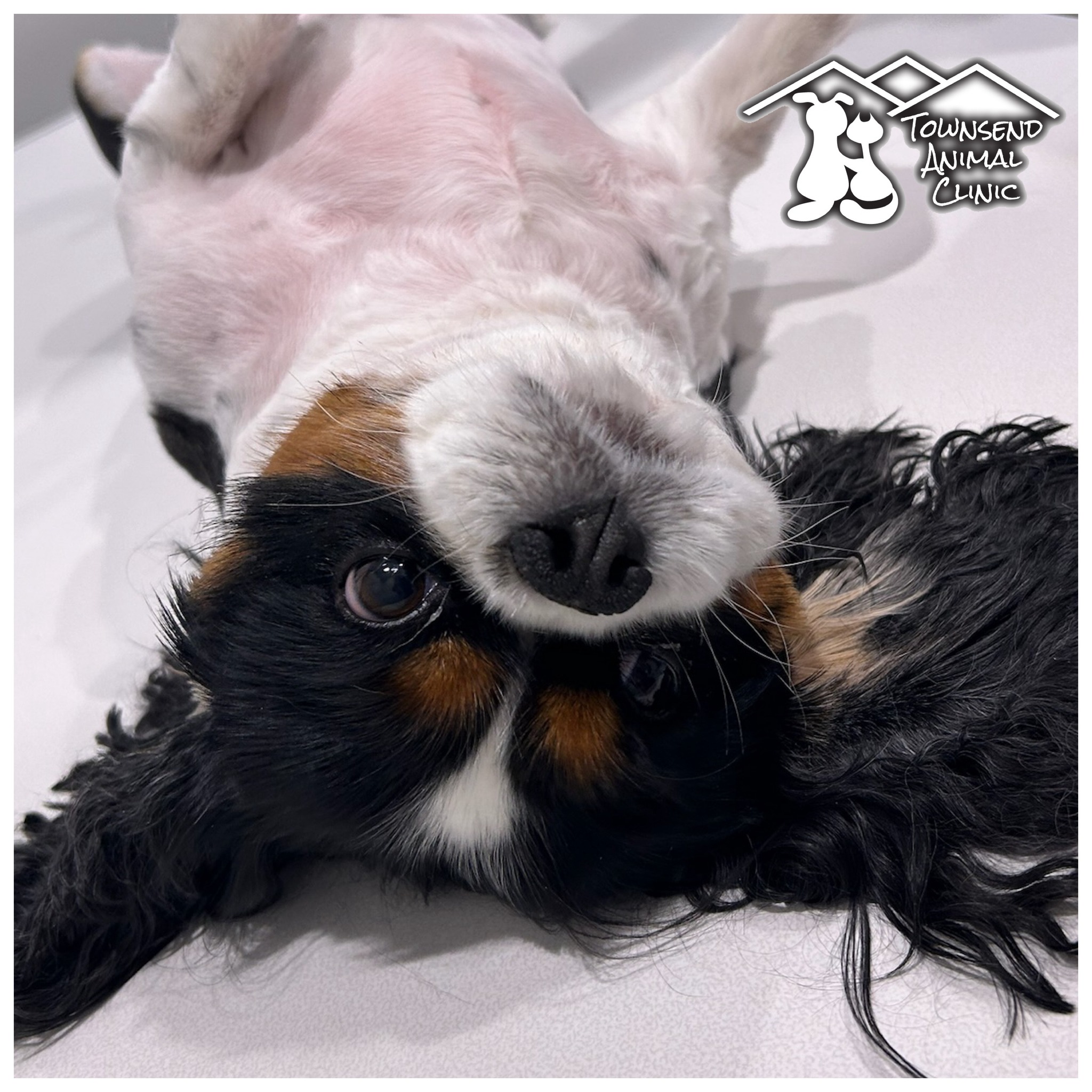 Townsend Animal Clinic, LLC Townsend