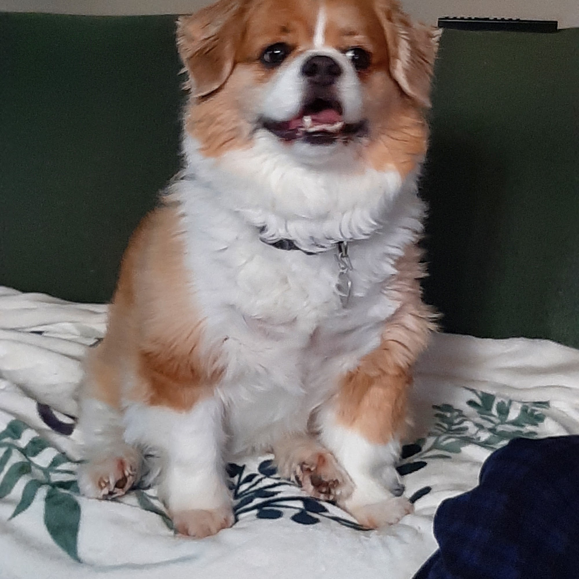 Crownover Animal Clinic Tullahoma