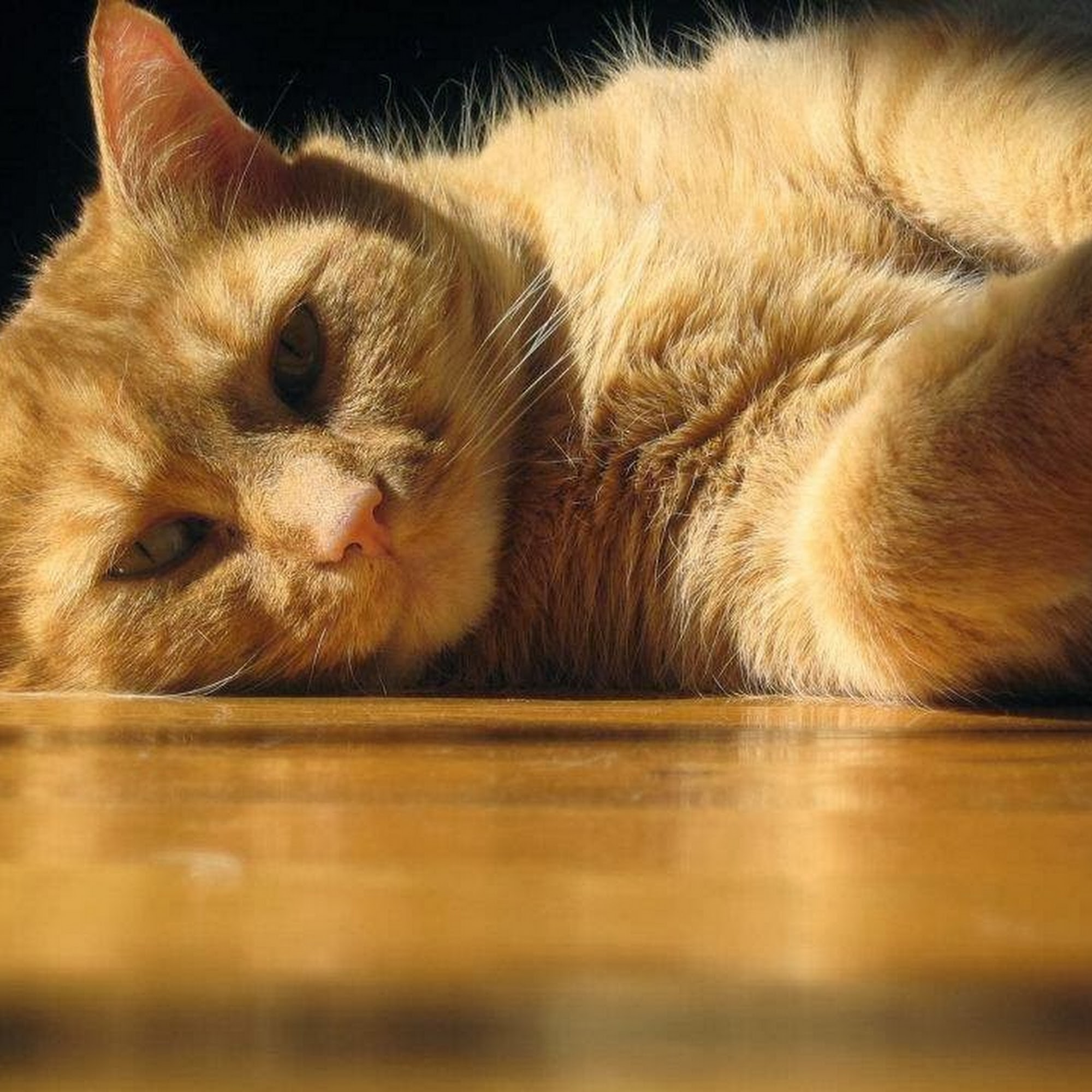 Hambrick Animal Clinic Tullahoma