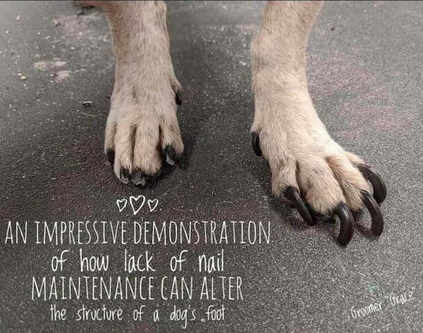 Absolute Pawfection Tullahoma