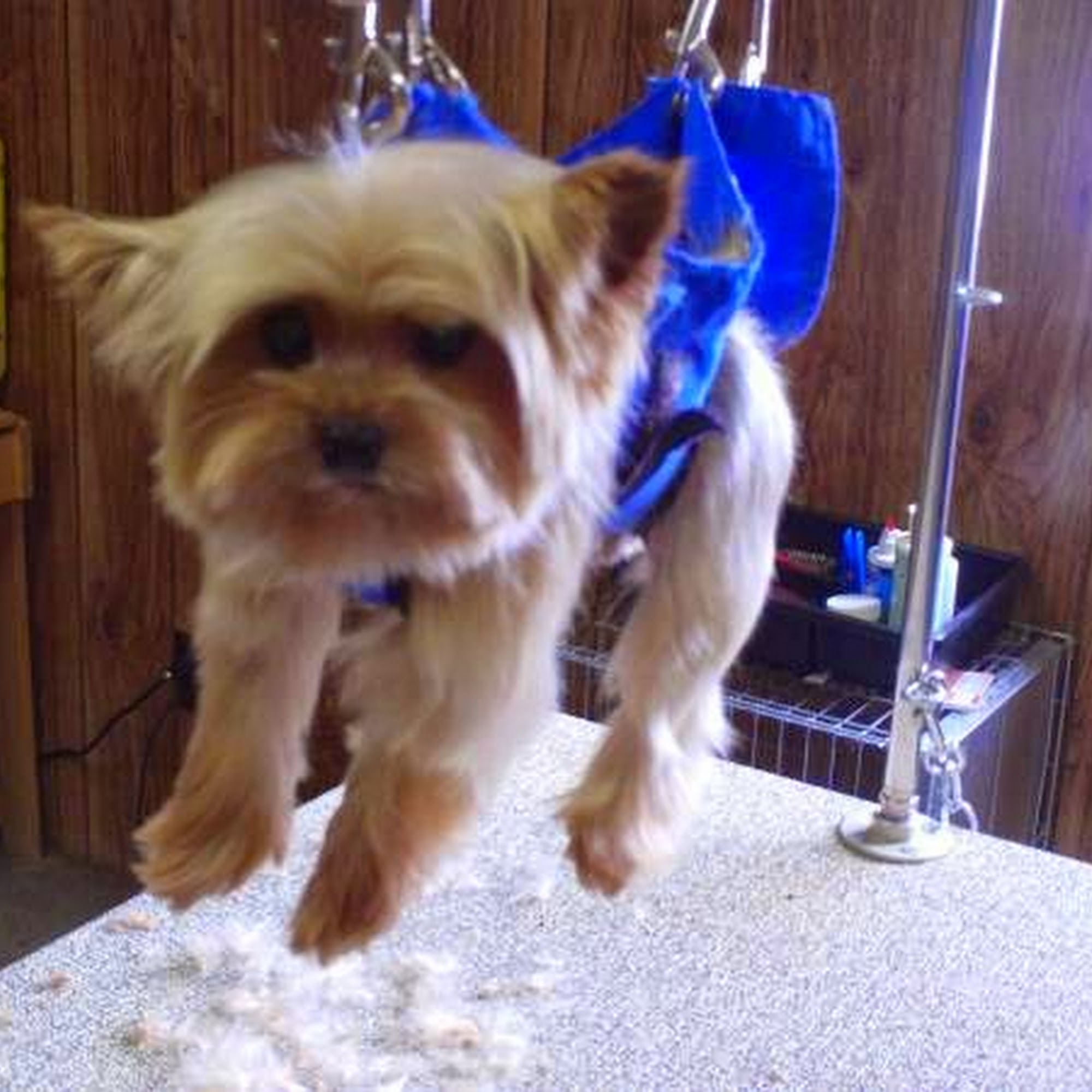 Puppy Love Grooming Salon Tullahoma