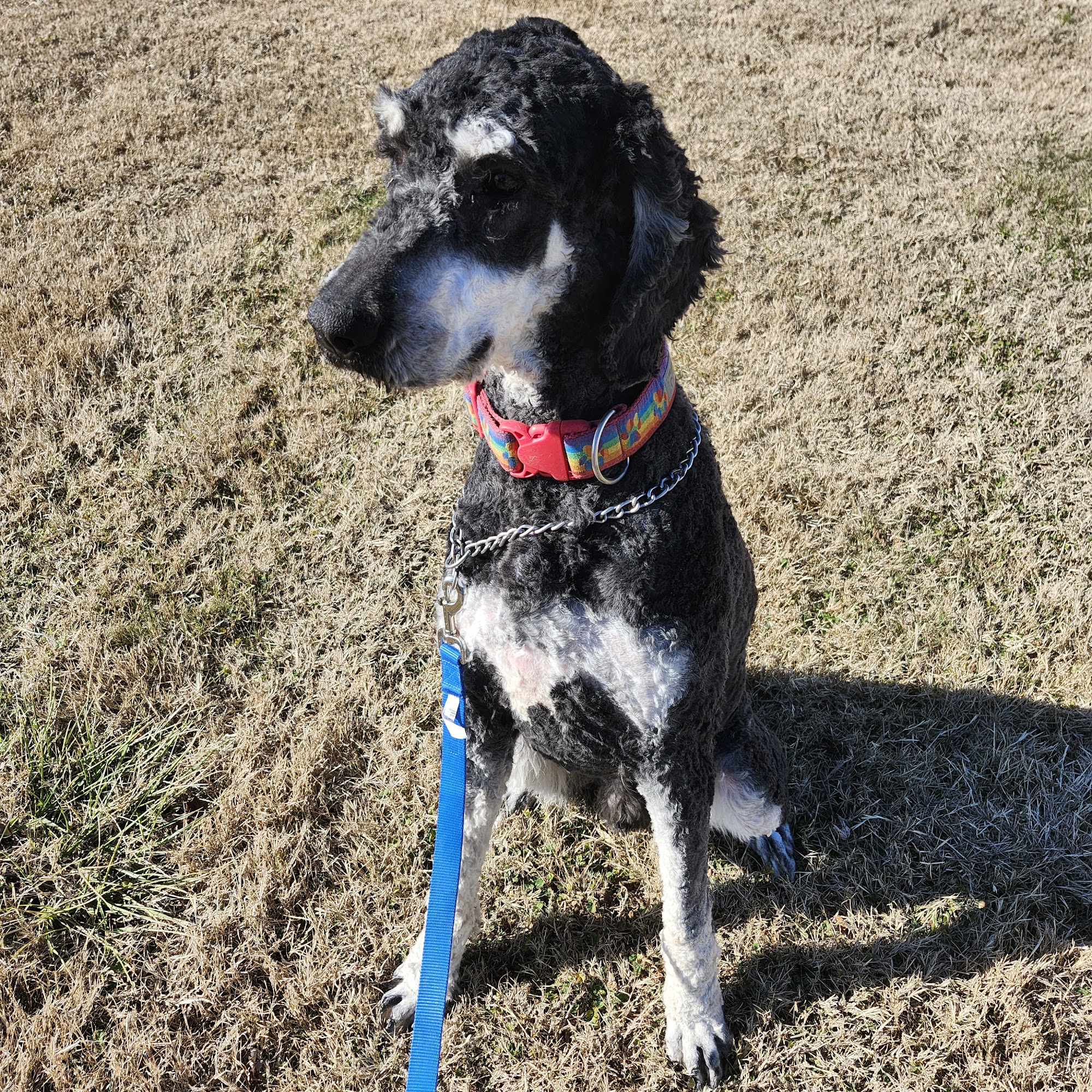 Downtown Dog Care, LLC Wartburg