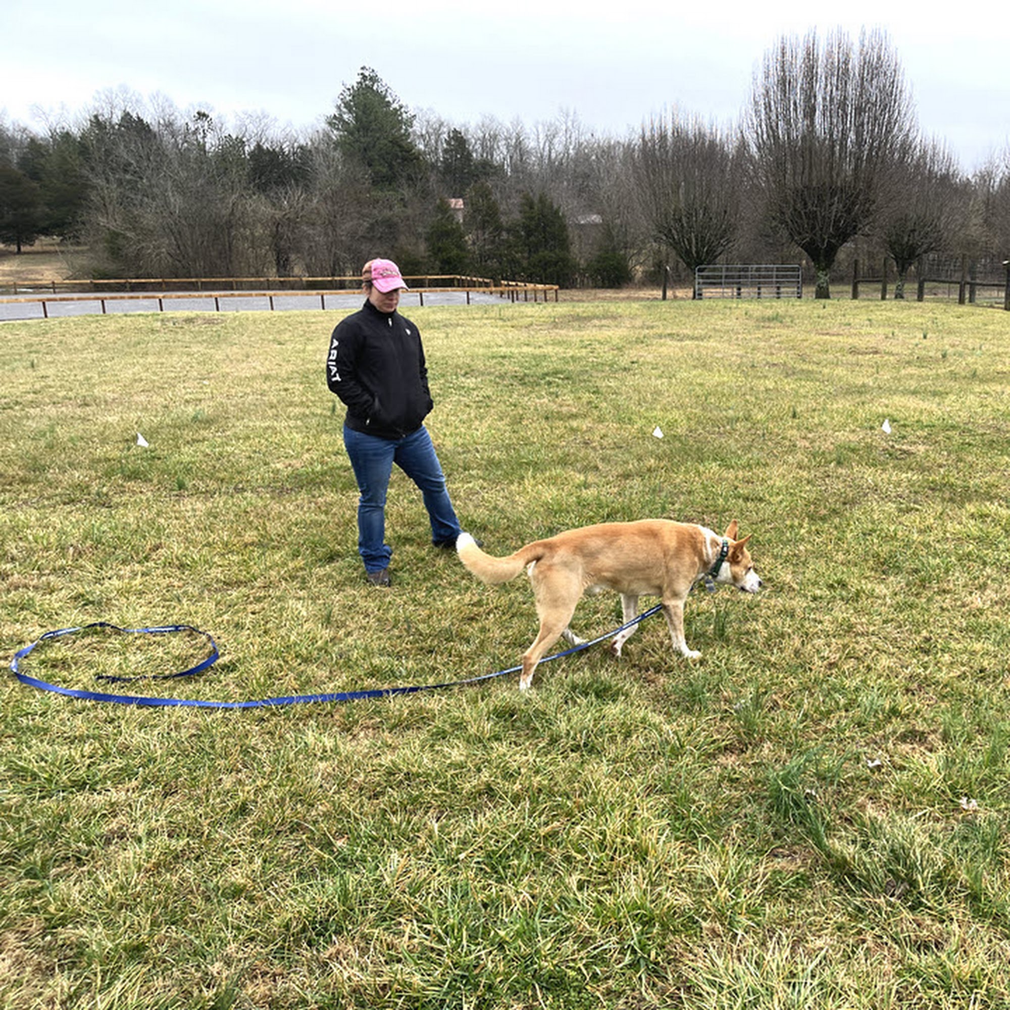 Kindred Spirits Dog Training Wartrace