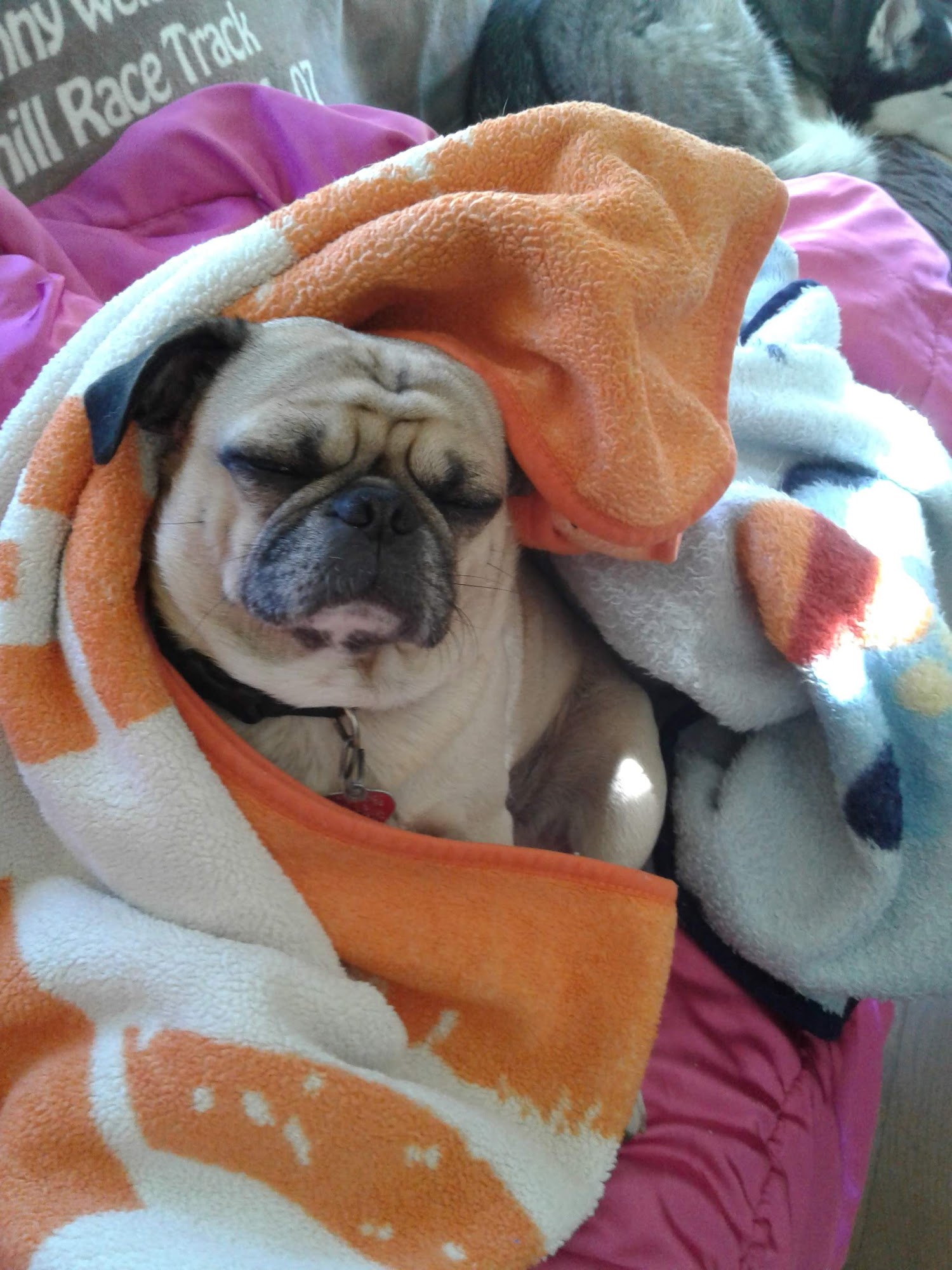 Waverly Animal Clinic Waverly