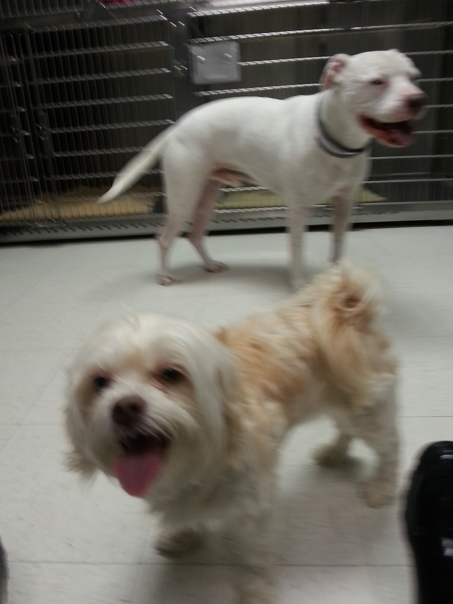 East Brook Animal Clinic Waverly