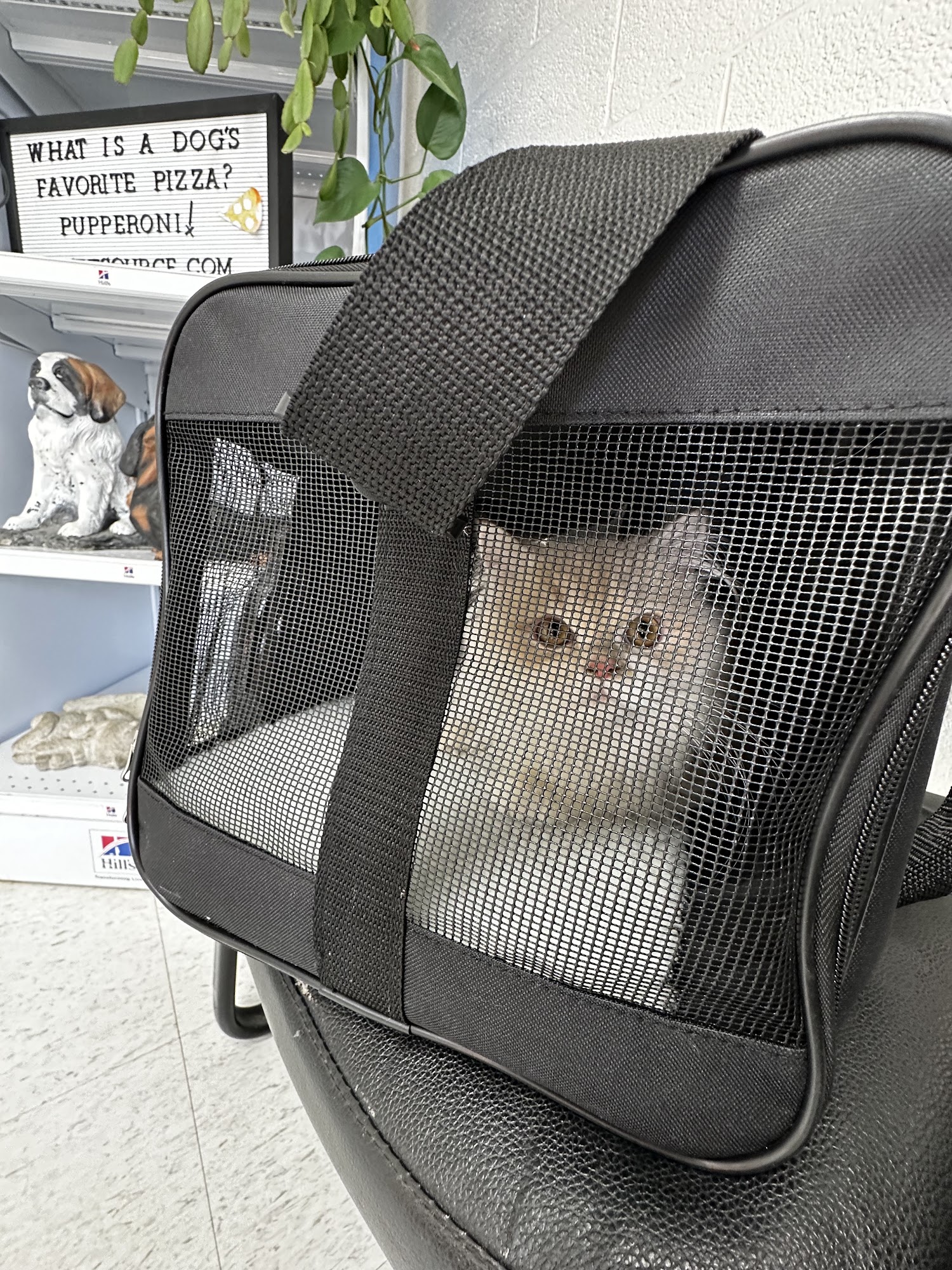 White Bluff Animal Clinic White Bluff