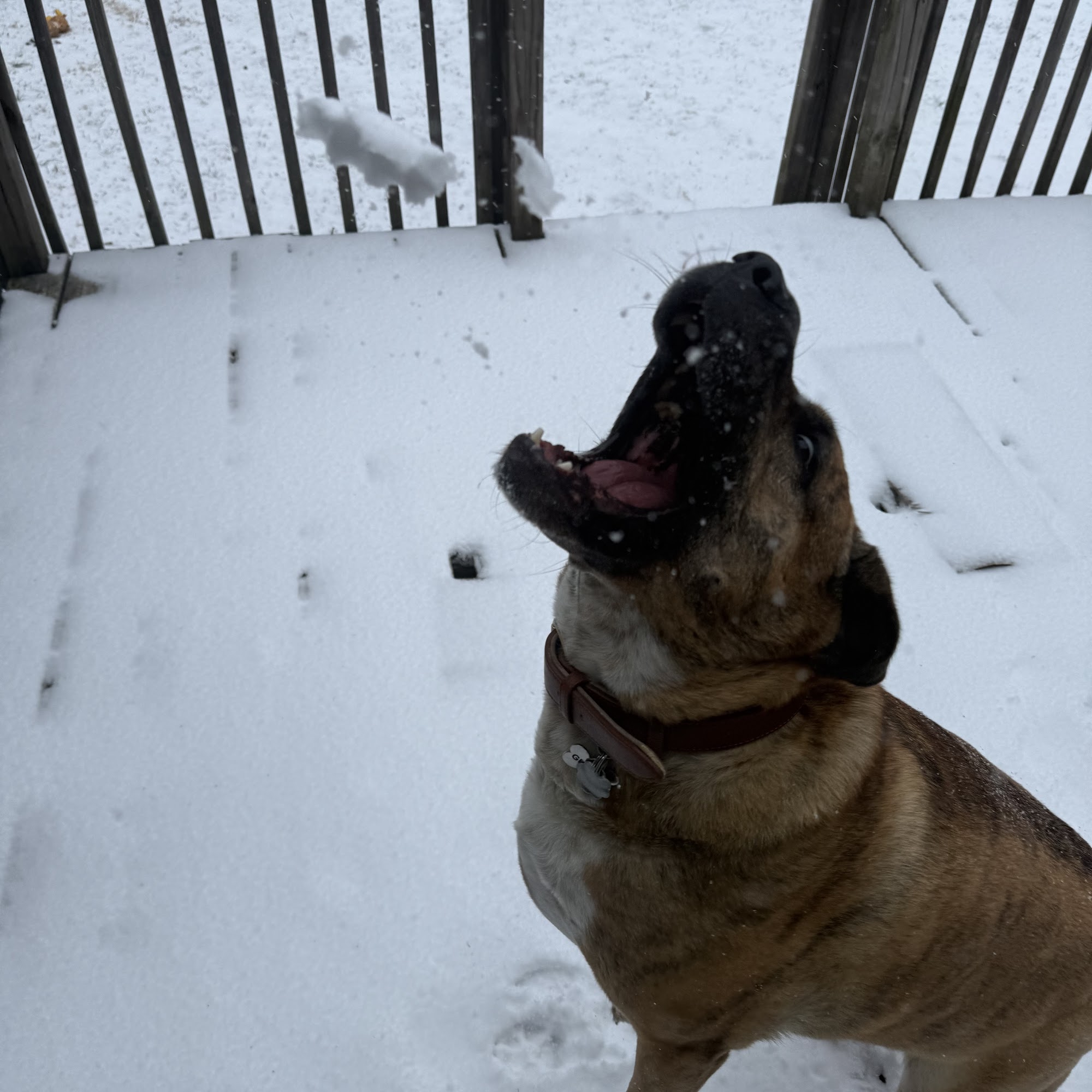 Orchard Park Animal Hospital White House