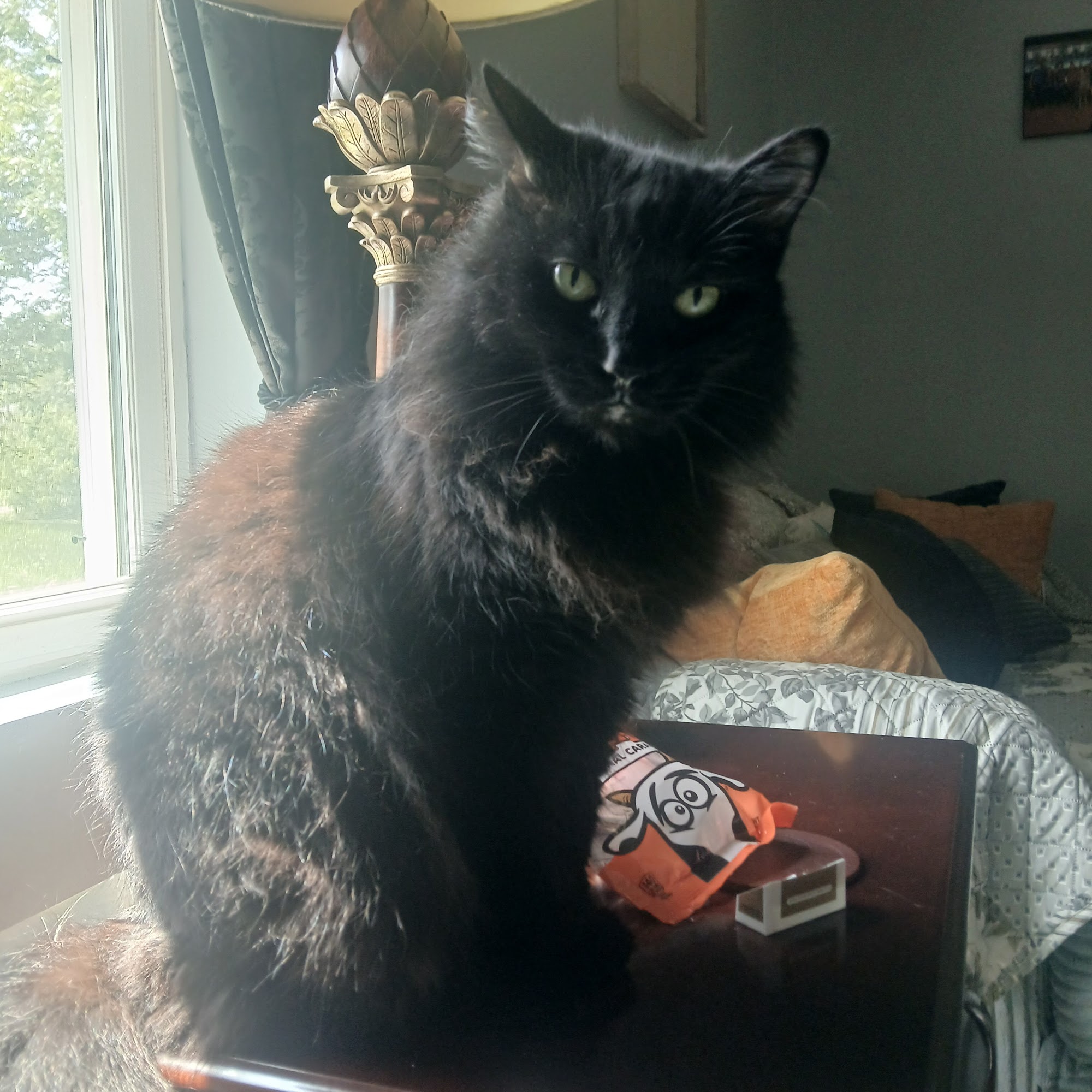 White House Animal Hospital White House