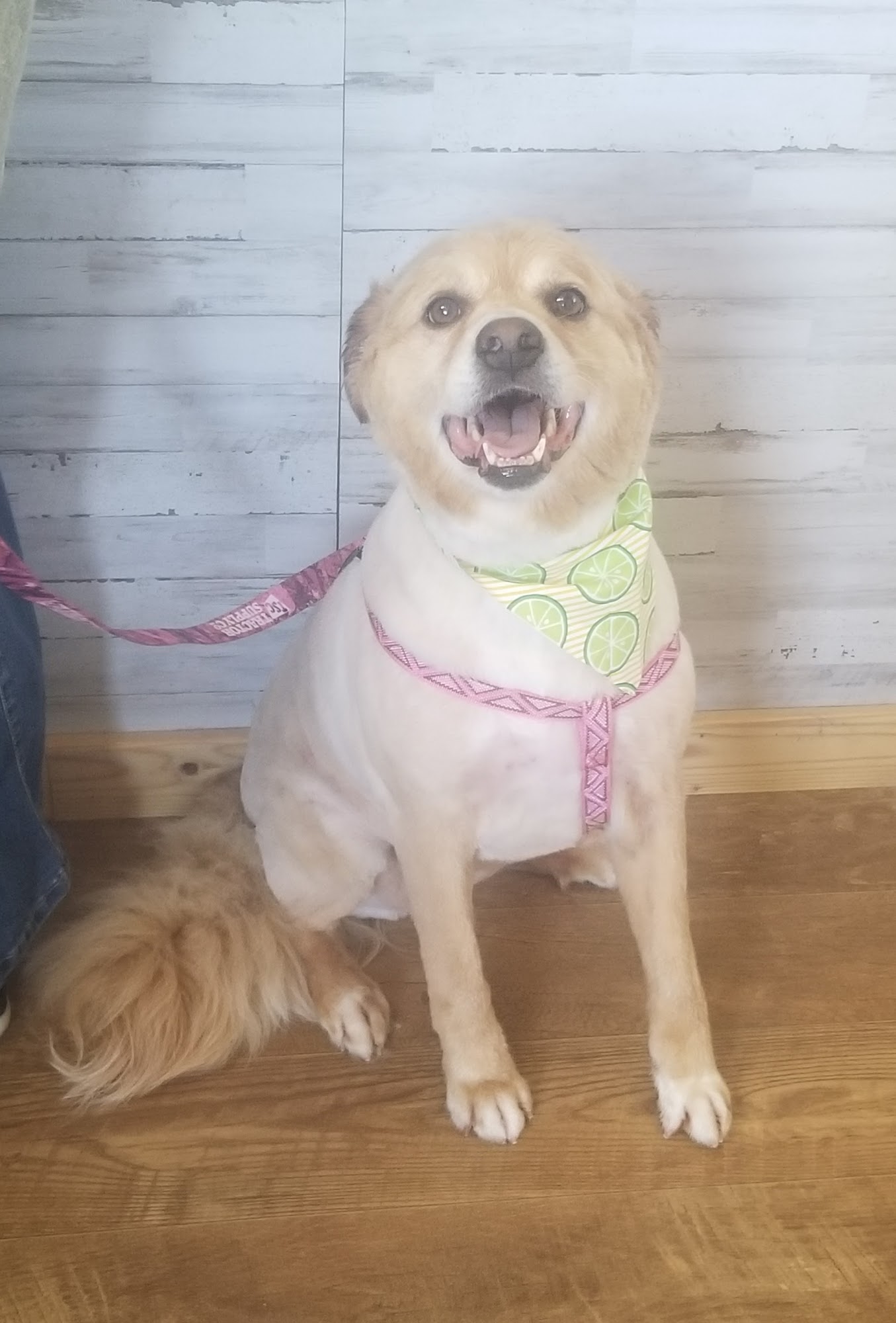 The Pet S'Paw White Pine